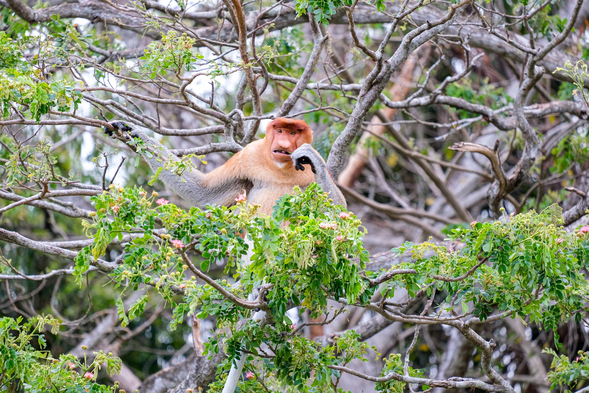 Khỉ mũi dài ảnh 4 Khi mui dai anh 4