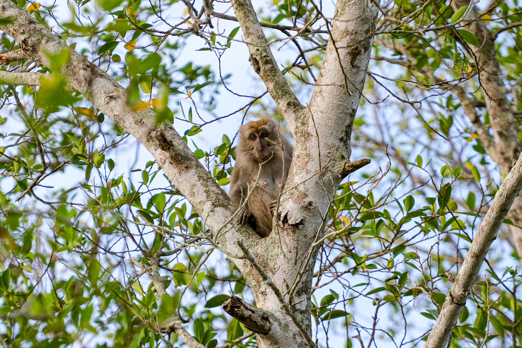 Khỉ mũi dài ảnh 8 Khi mui dai anh 8