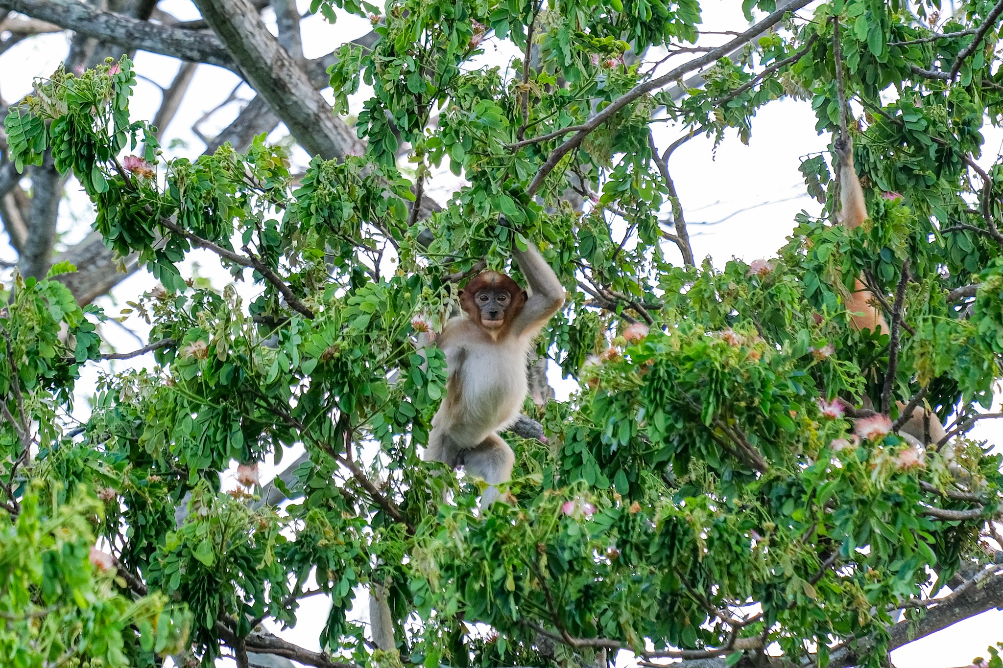 Khỉ mũi dài ảnh 5 Khi mui dai anh 5