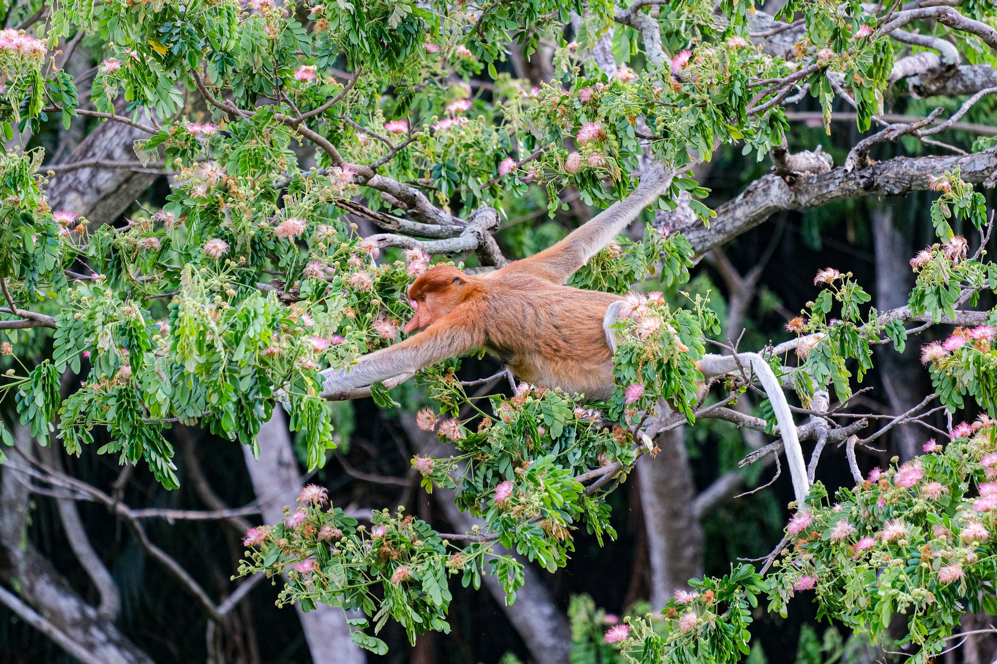 Khỉ mũi dài ảnh 6 Khi mui dai anh 6