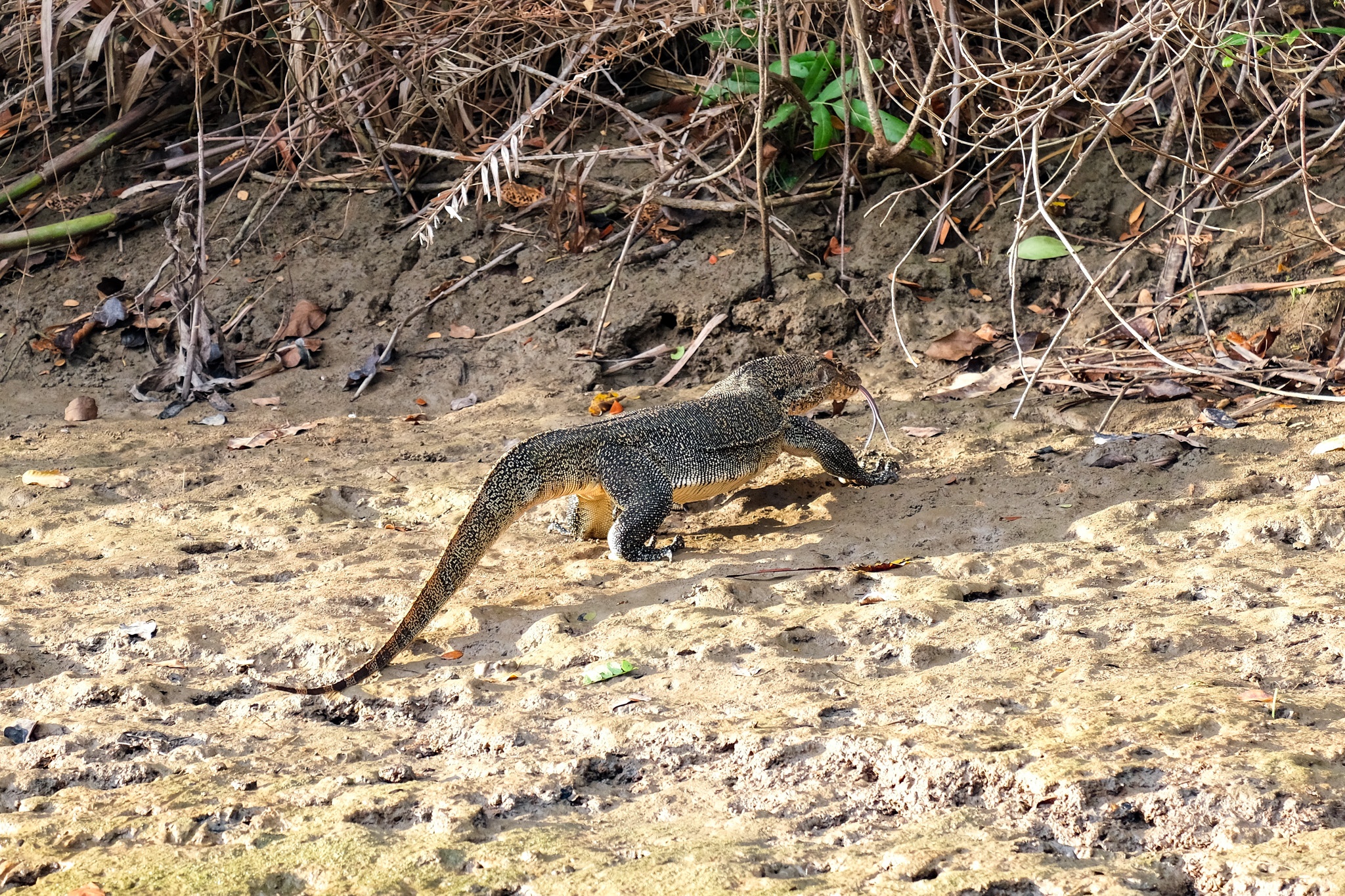 Khỉ mũi dài ảnh 9 Khi mui dai anh 9