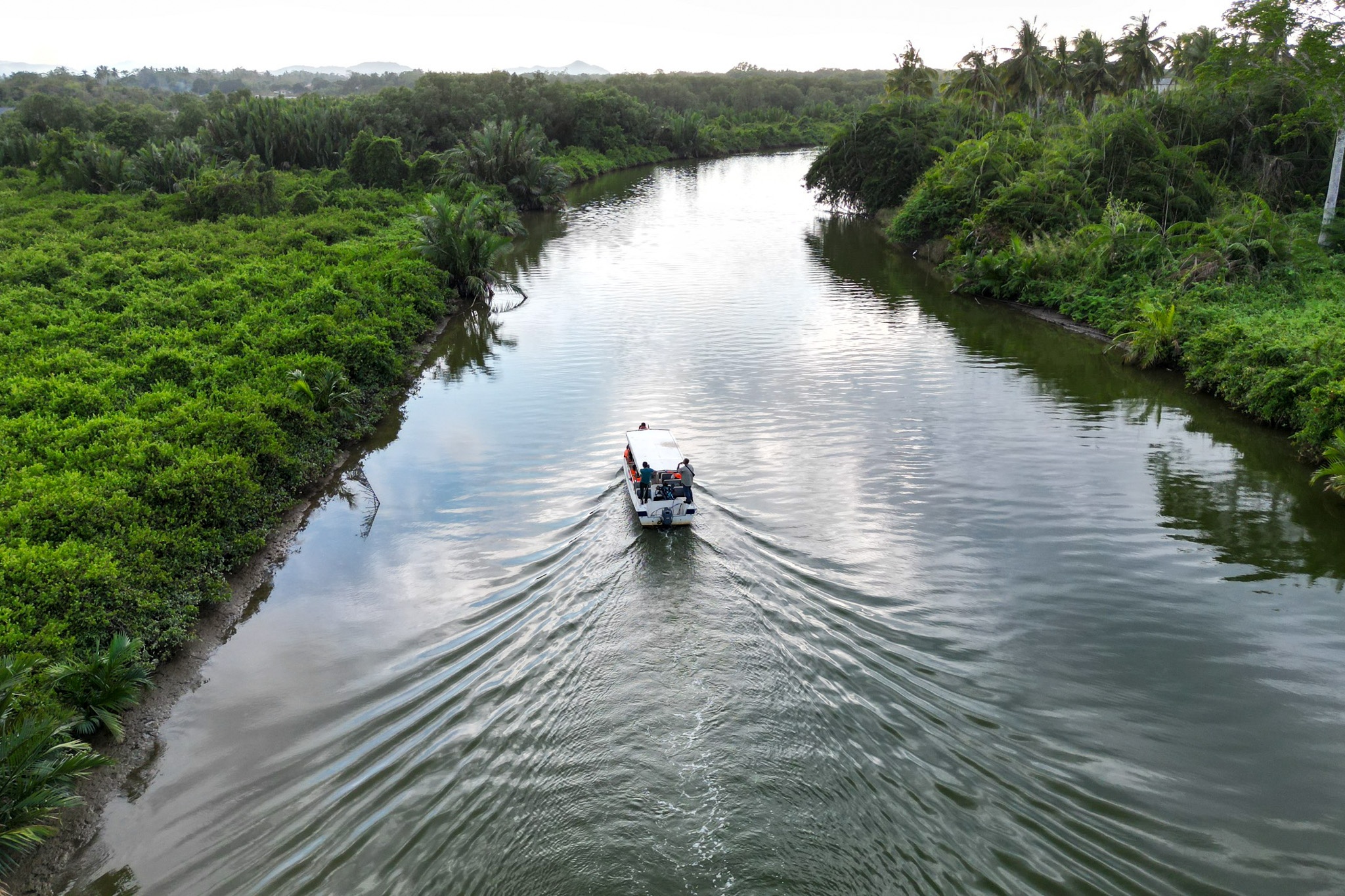 Khỉ mũi dài ảnh 7 Khi mui dai anh 7