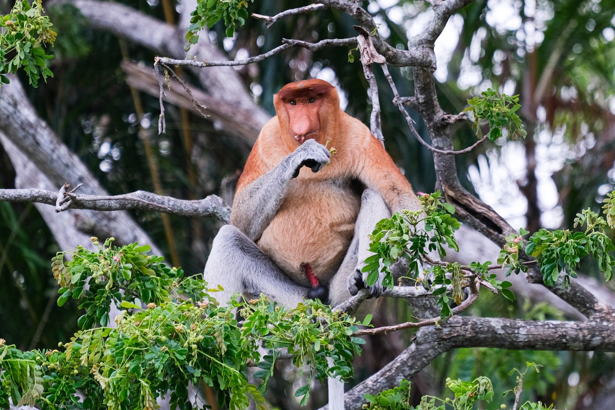 Toi di xem loai khi mui dai nhat the gioi o Malaysia hinh anh