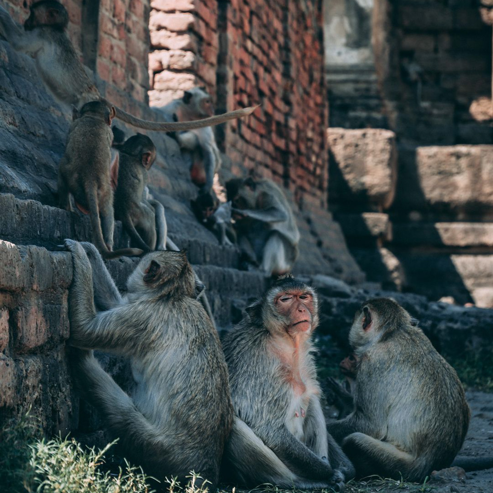Lopburi ảnh 2 Lopburi anh 2