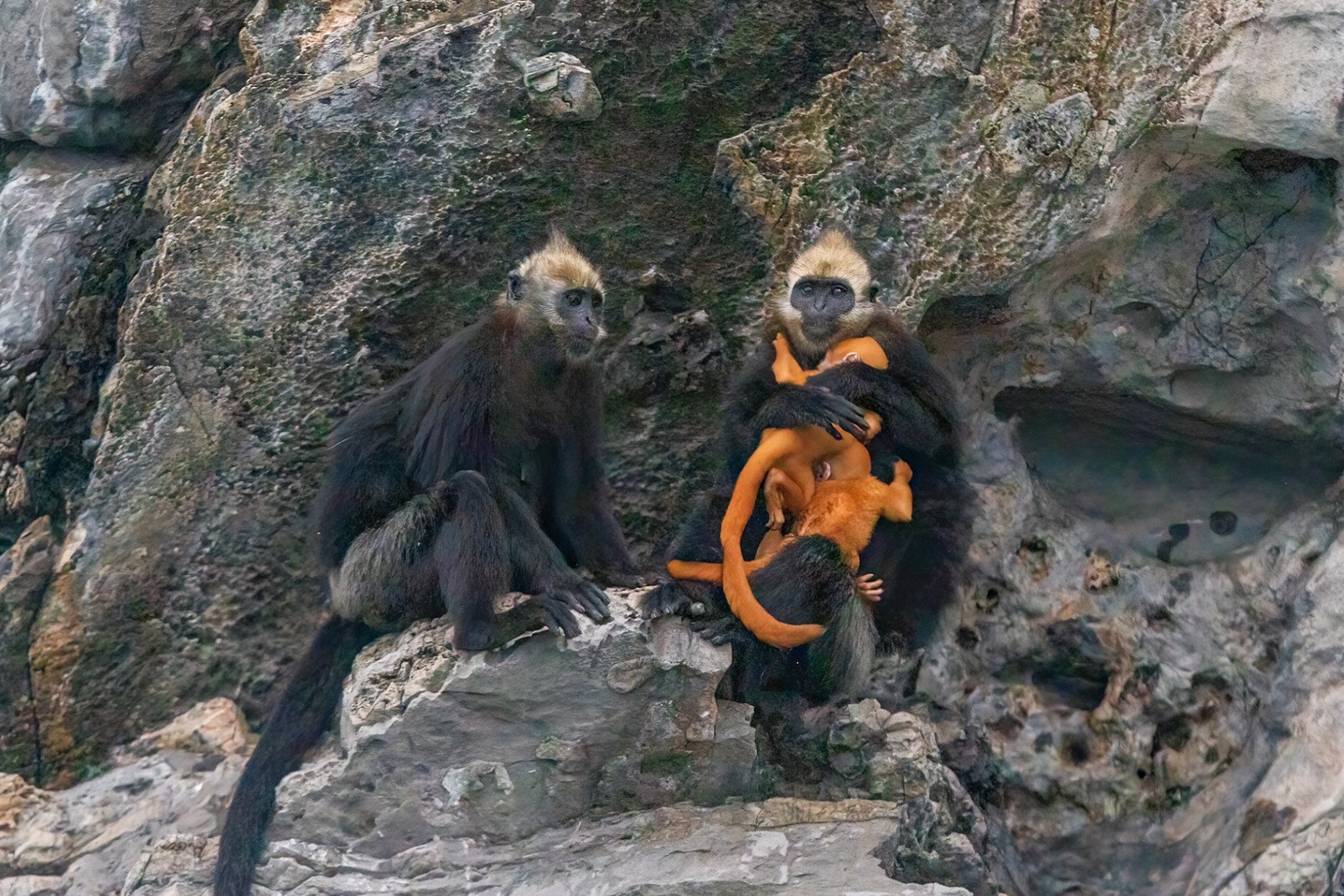 Vooc mau cam o Cat Ba gay sot hinh anh