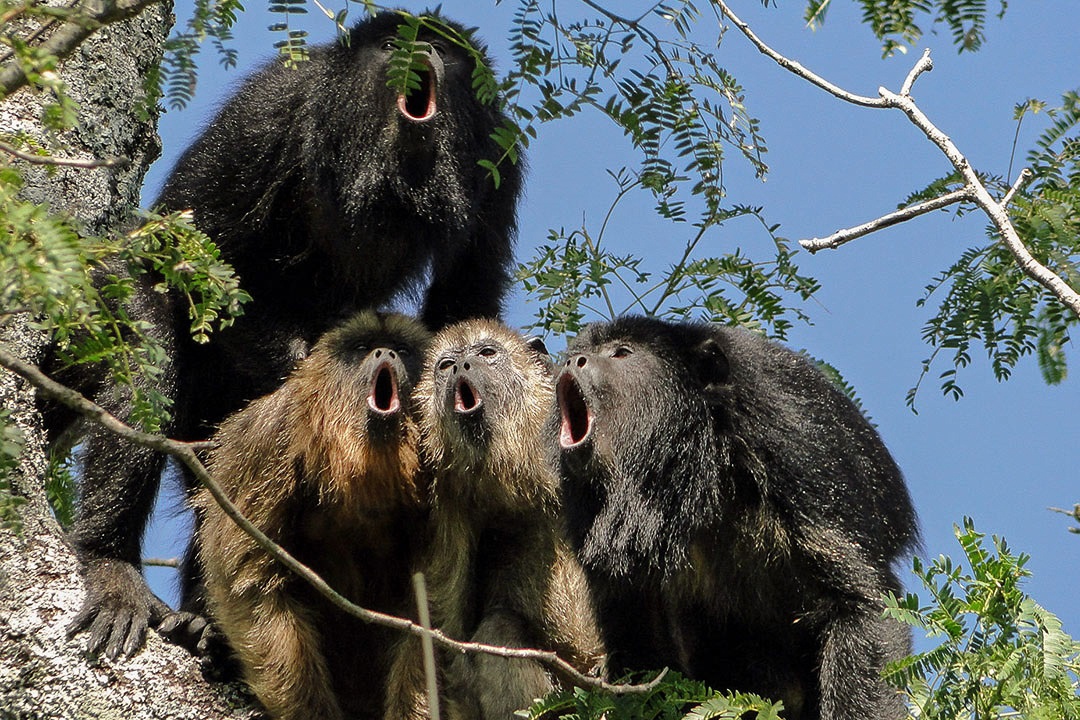 Hon 200 con khi ru o Mexico chet vi nang nong hinh anh