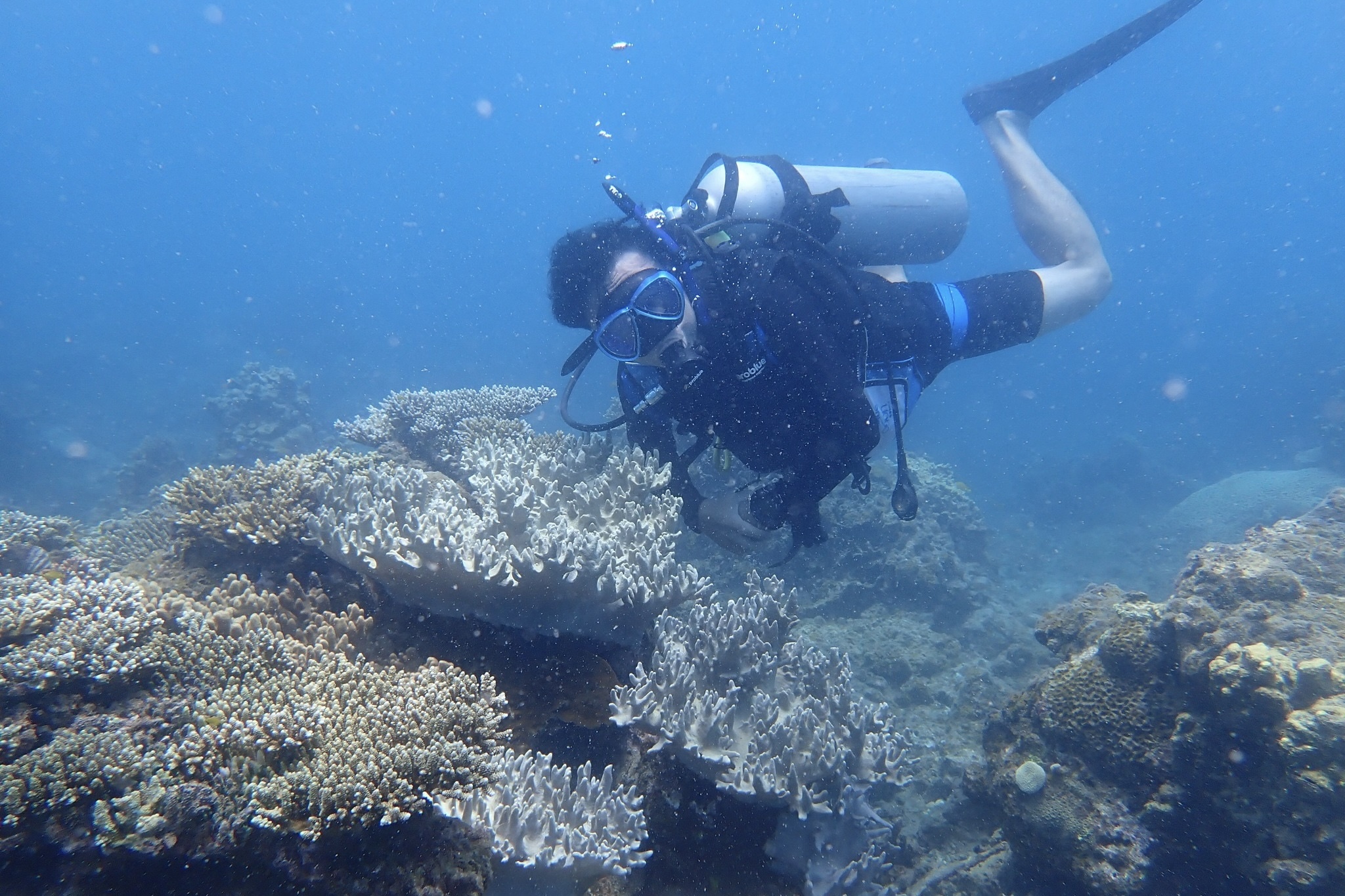 Tam dung boi loi, lan xem san ho o mot so diem thuoc VQG Con Dao hinh anh