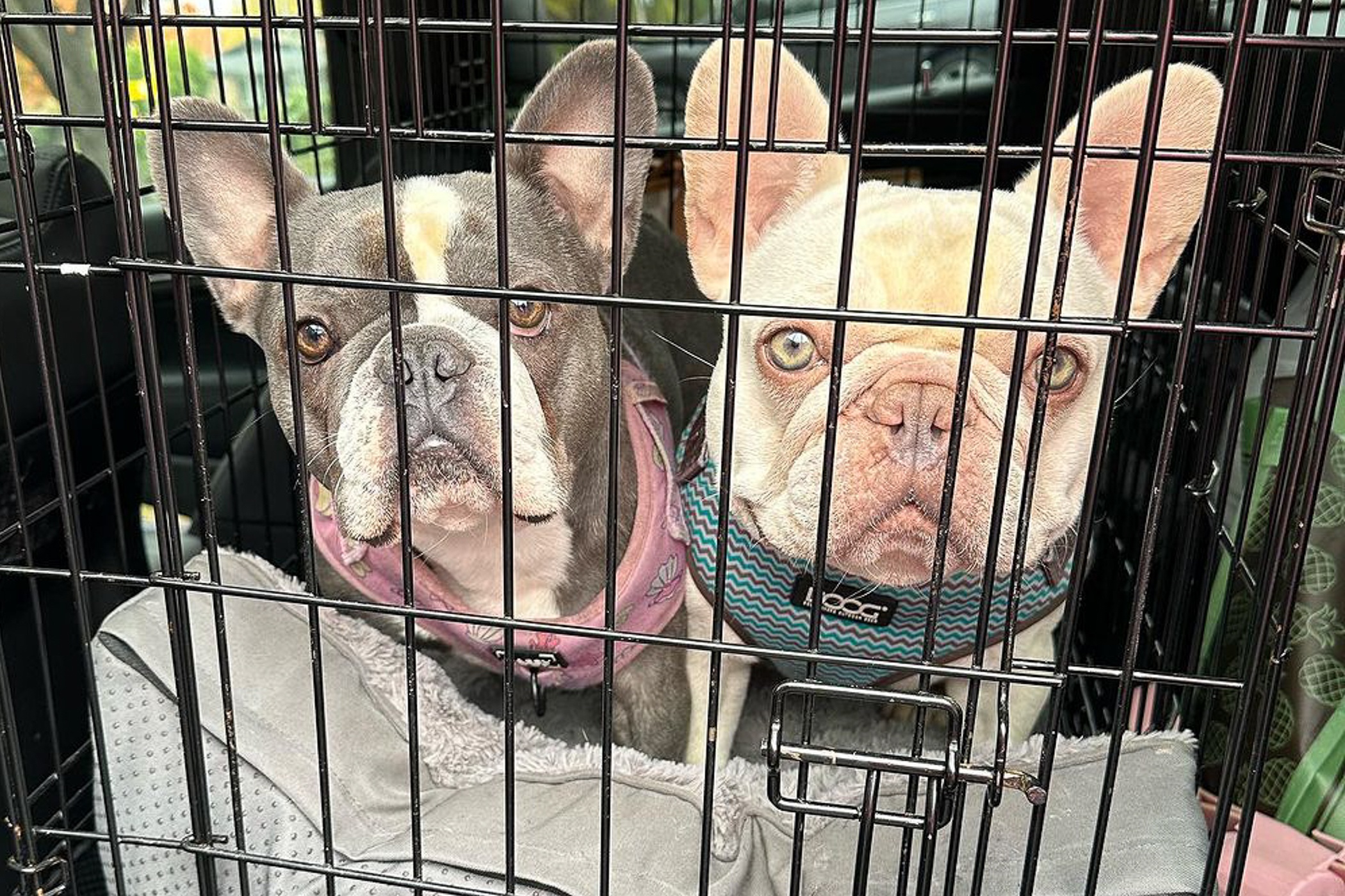 Thu cung qua doi tren may bay vi soc nhiet hinh anh