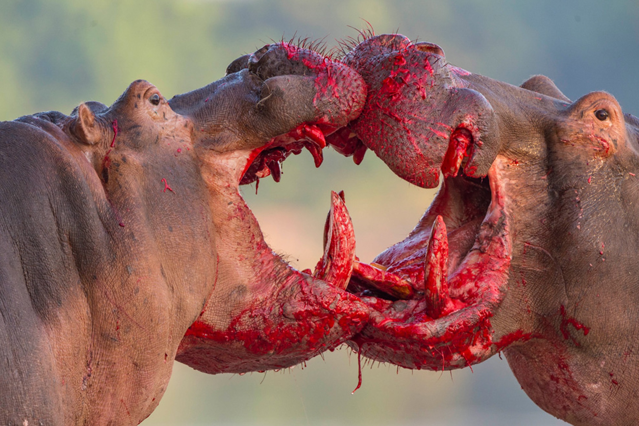 Nhiep anh chau Phi anh 7