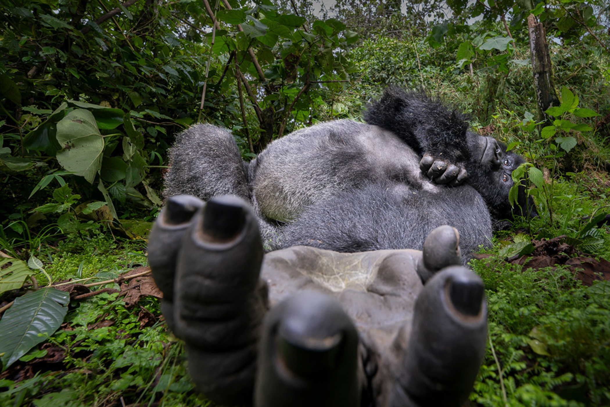 Nhiep anh chau Phi anh 1