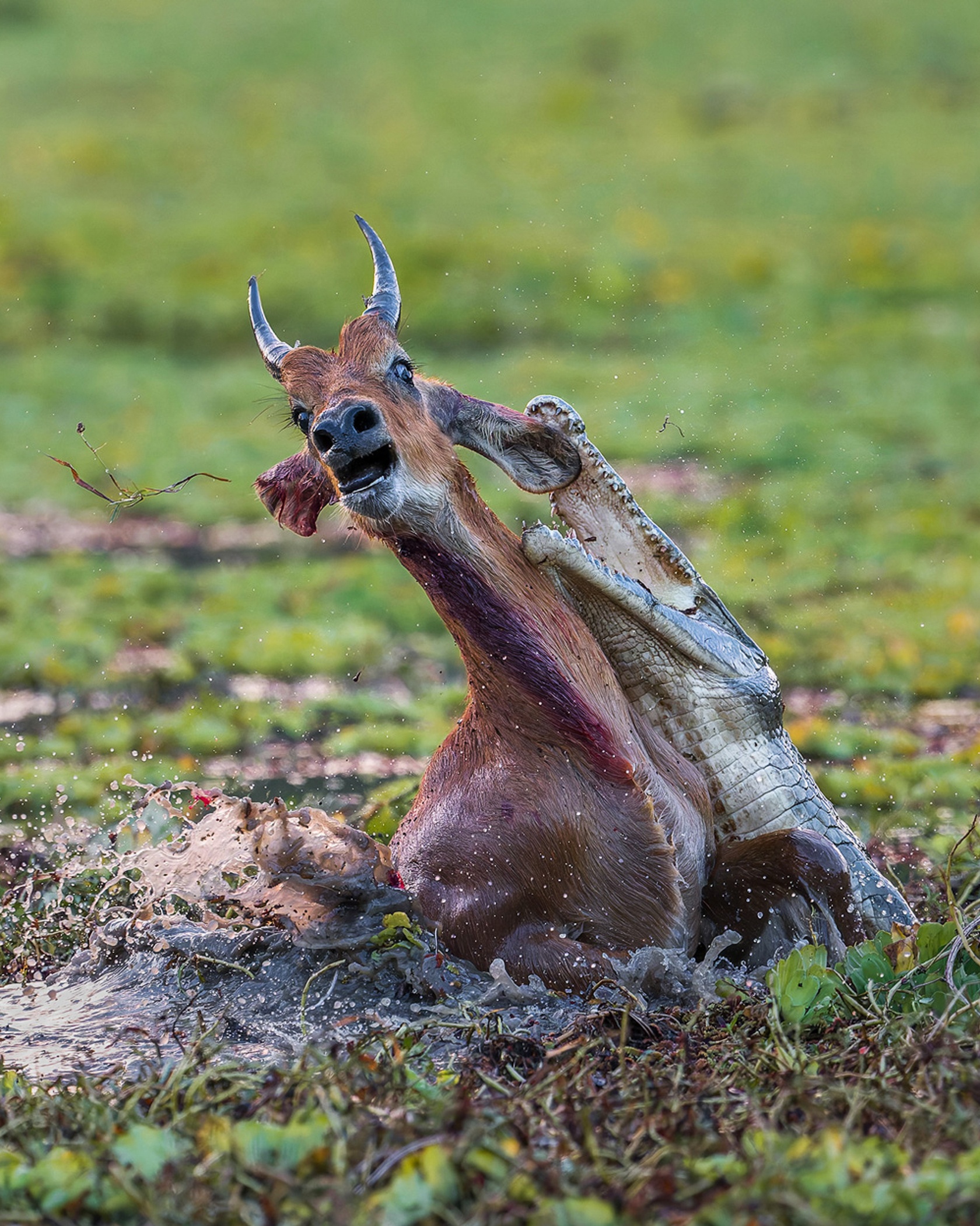 Nhiep anh chau Phi anh 9