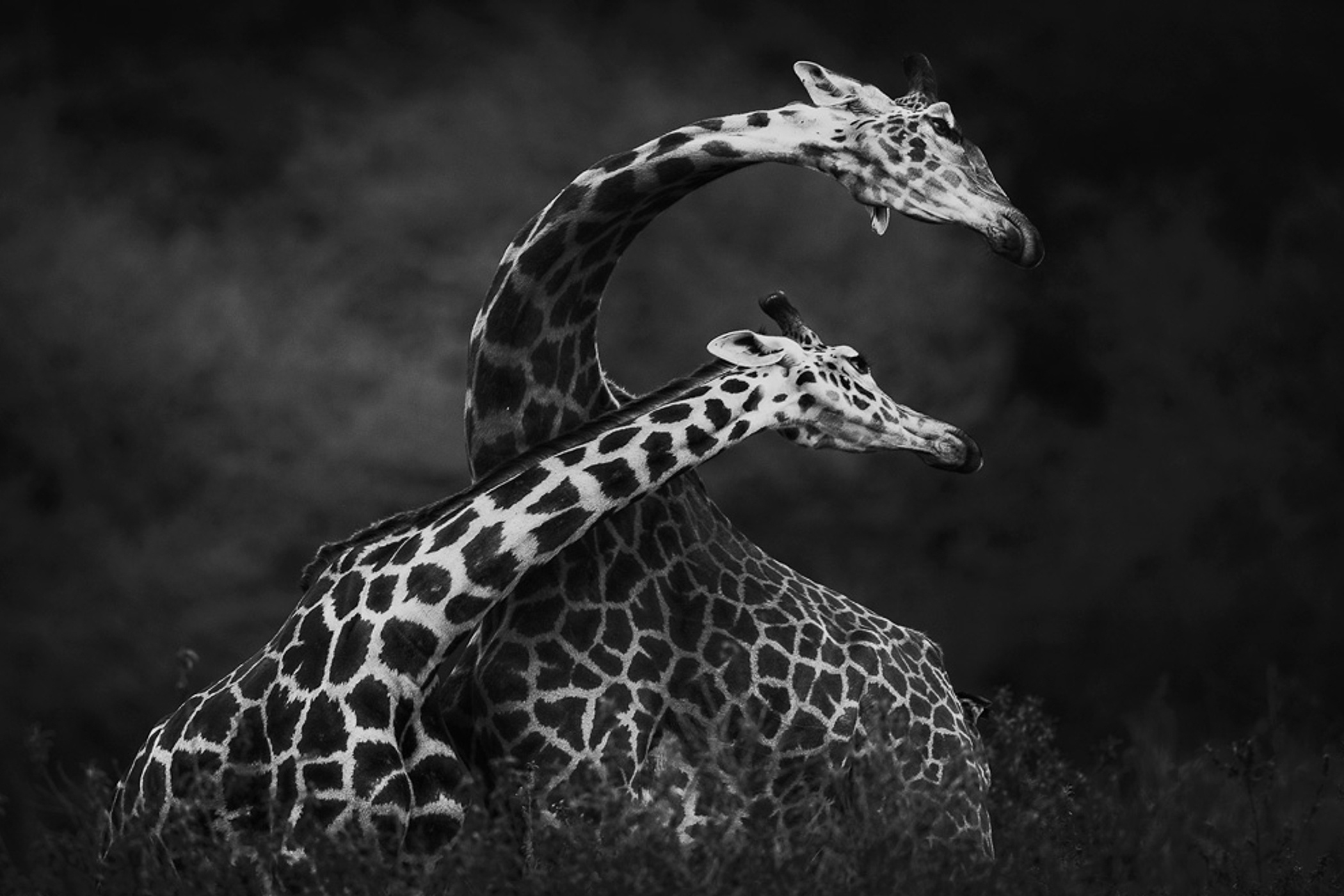 Nhiep anh chau Phi anh 8