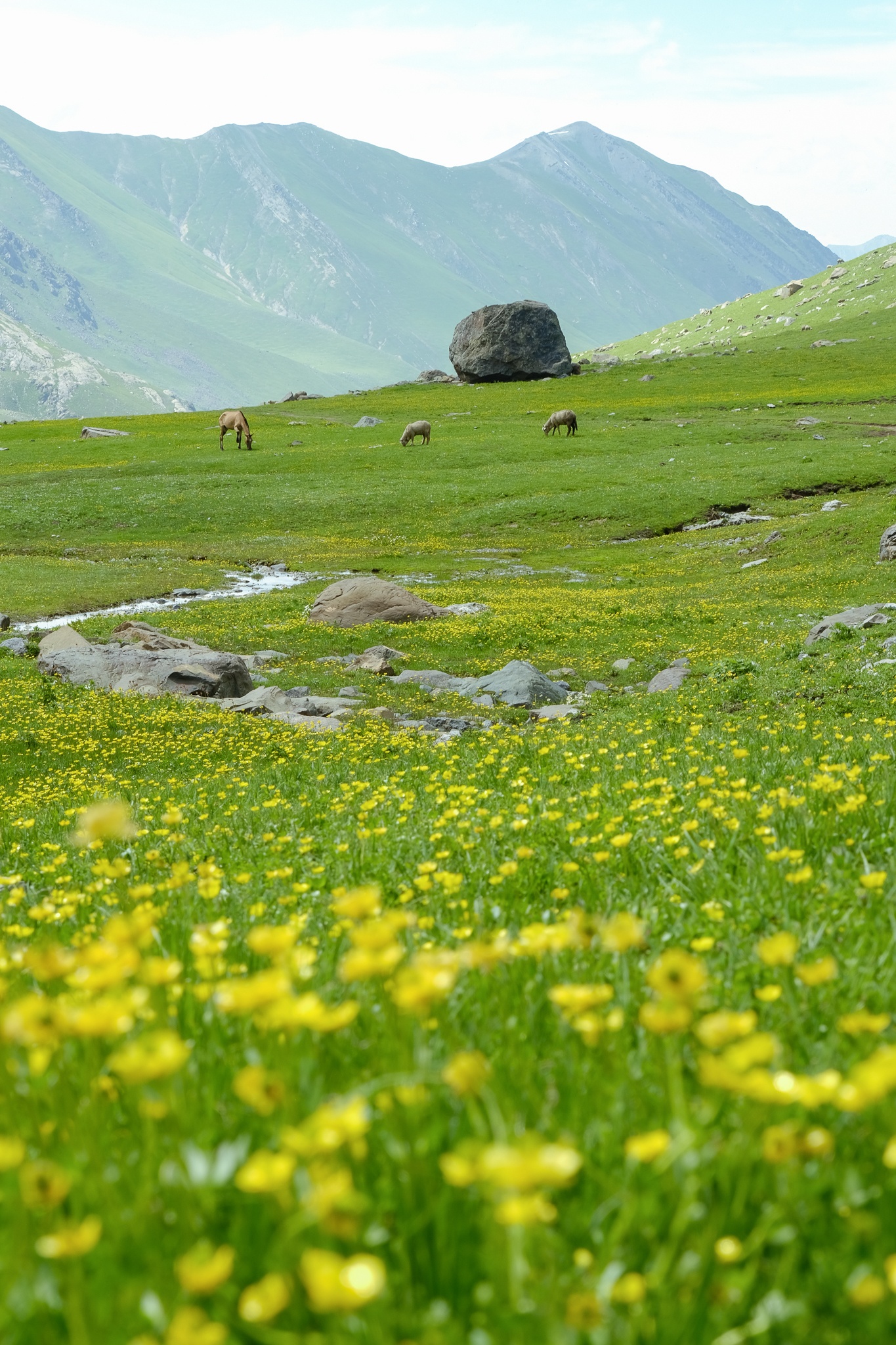 Trekking Kashmir anh 6