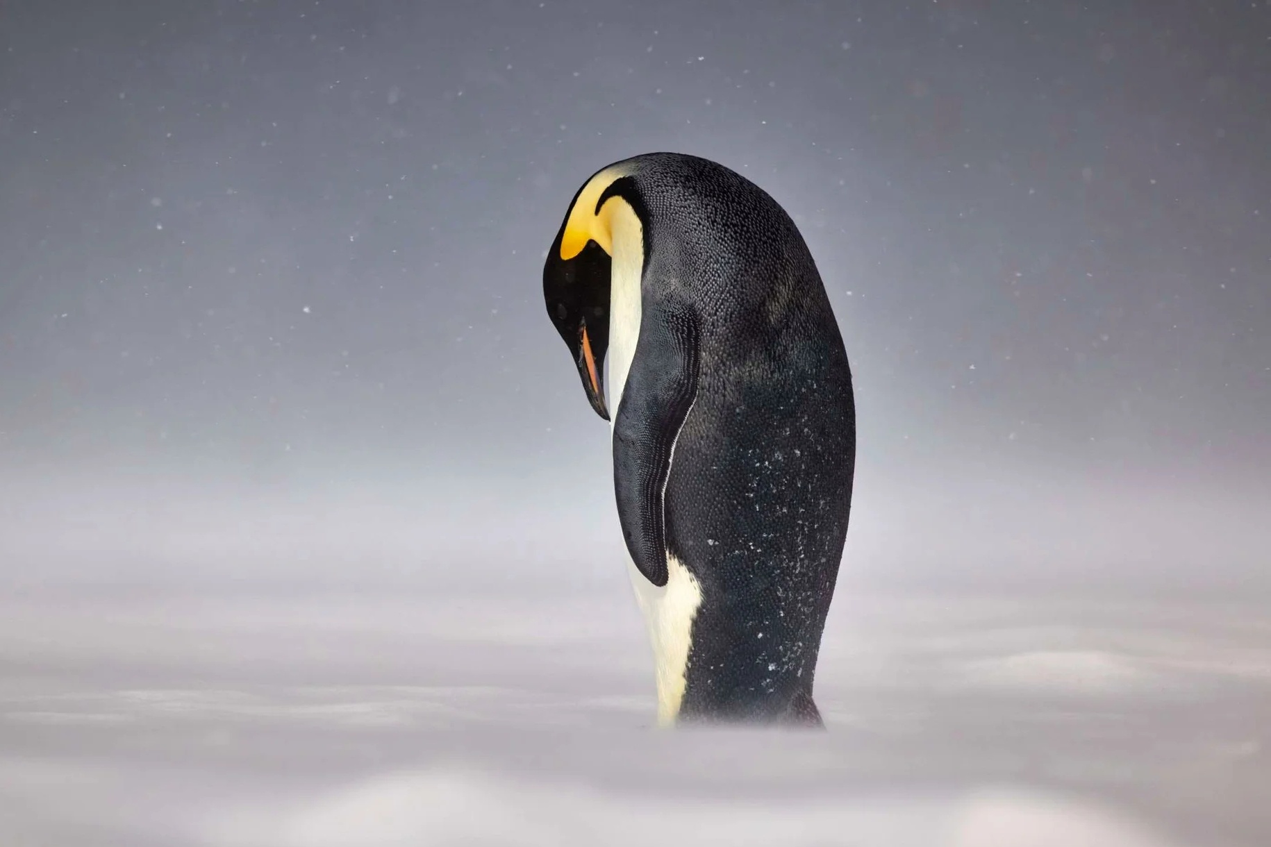 Nhiep anh thien nhien anh 5