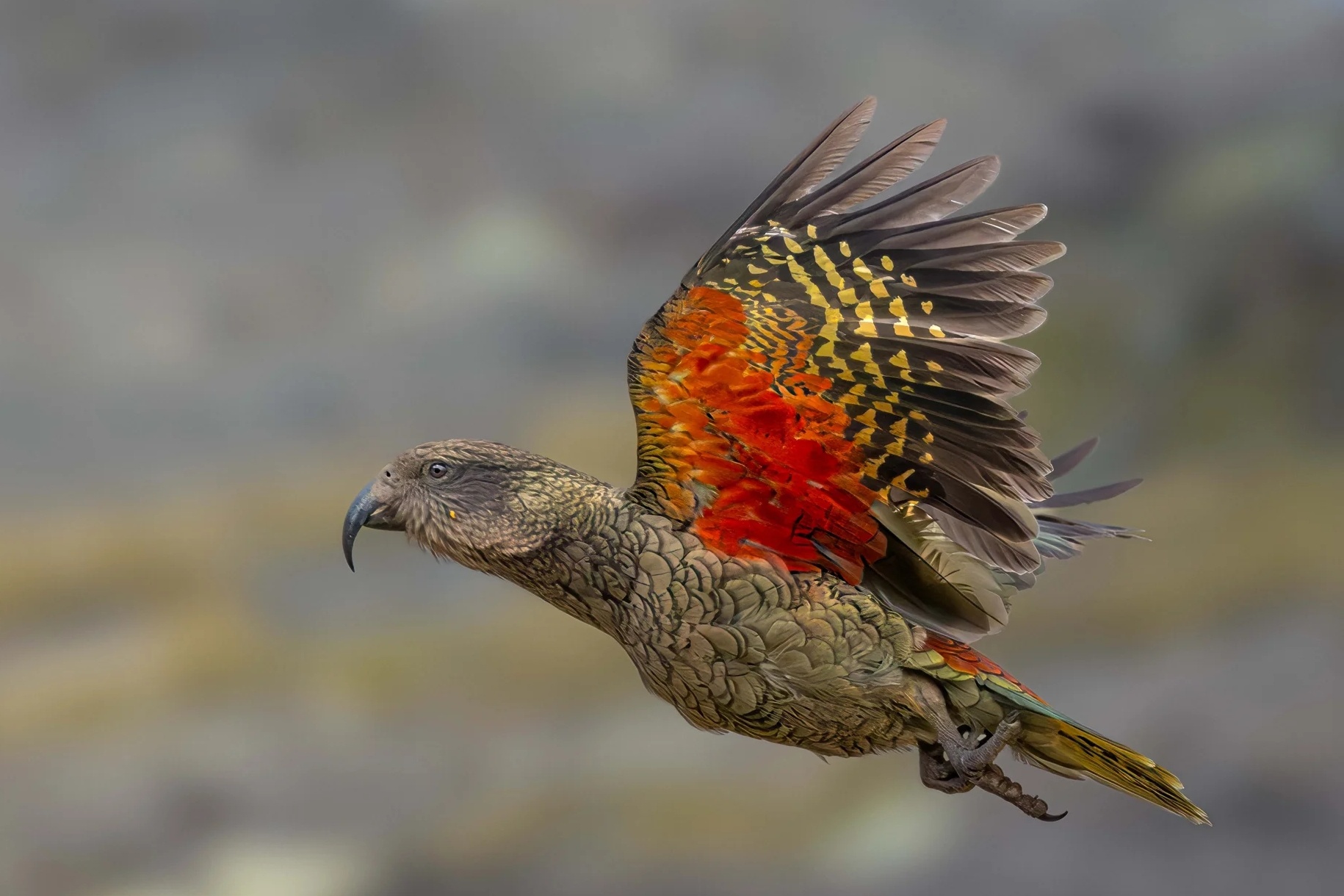 Nhiep anh thien nhien anh 12