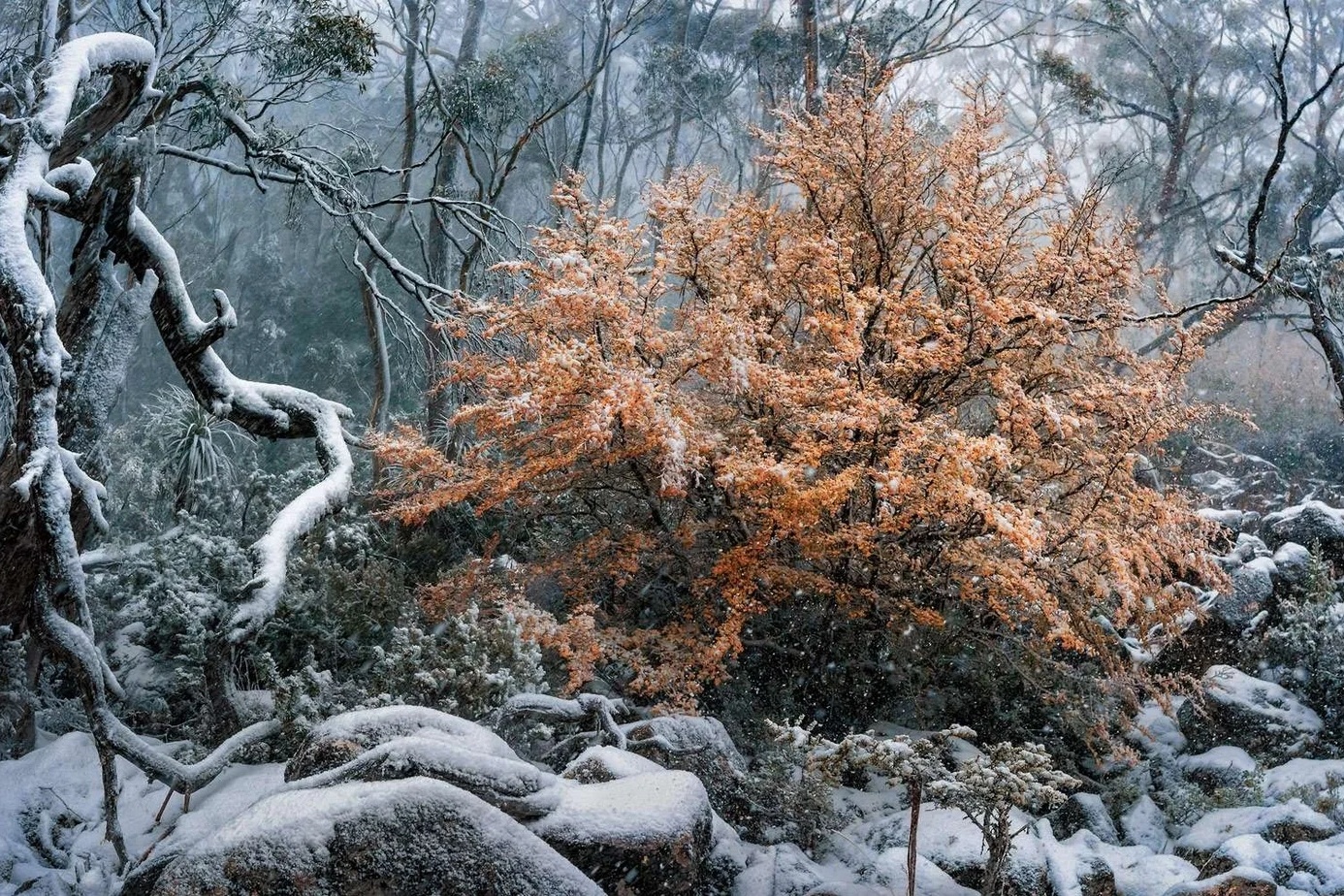 Nhiep anh thien nhien anh 11