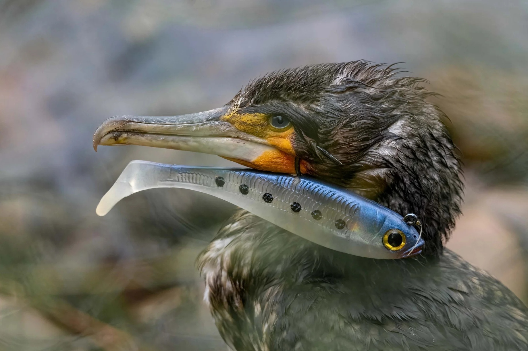 Nhiep anh thien nhien anh 14