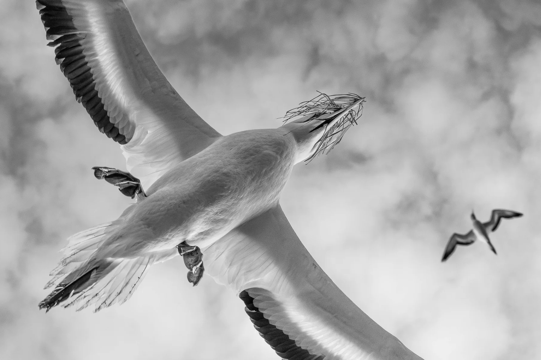 Nhiep anh thien nhien anh 8