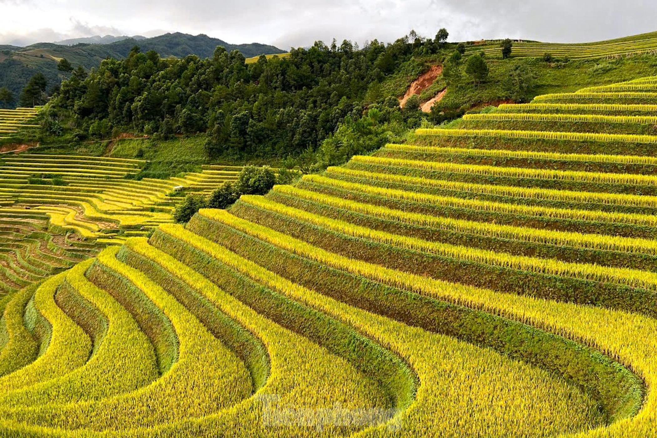 Mu Cang Chai anh 10