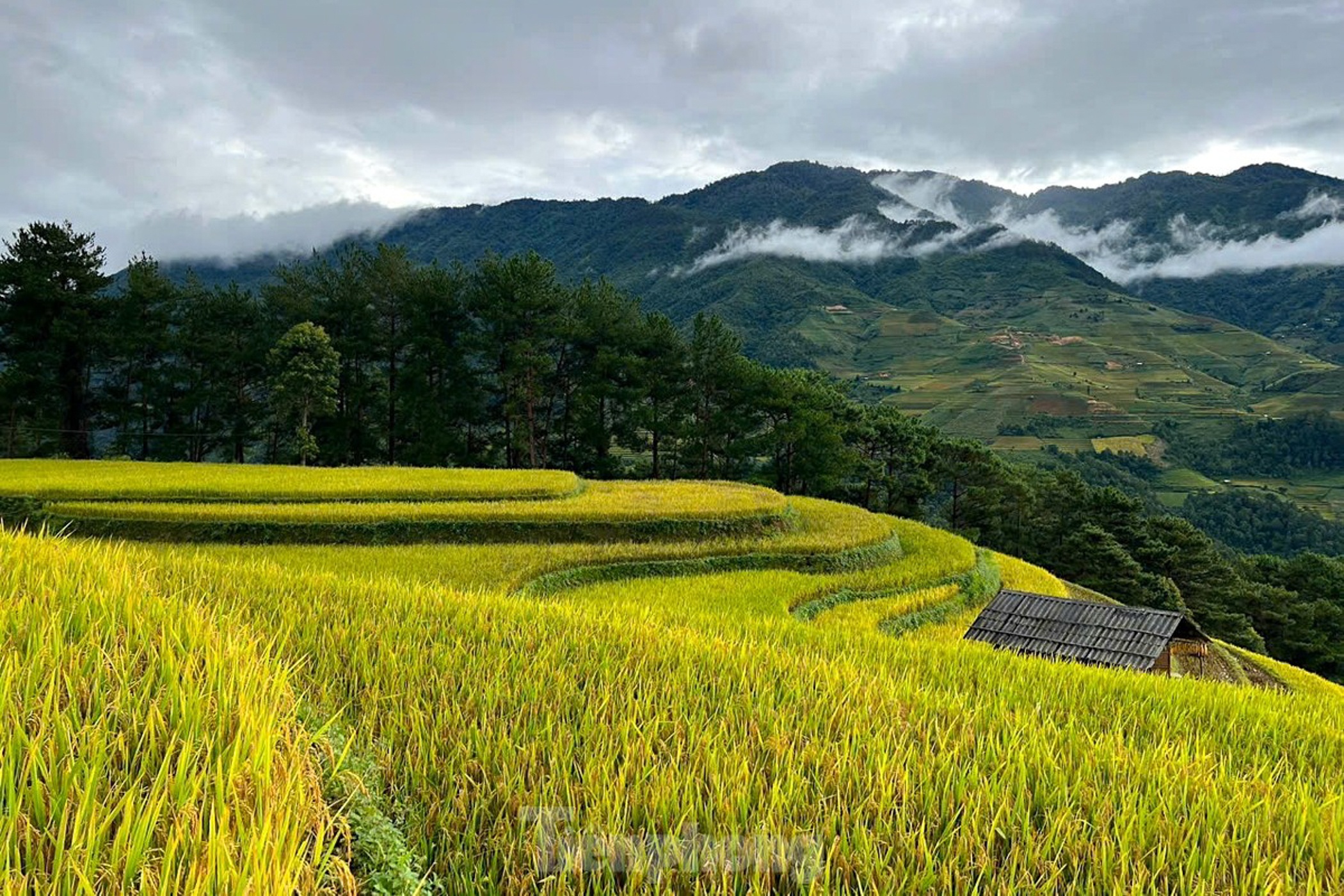 Mu Cang Chai anh 3