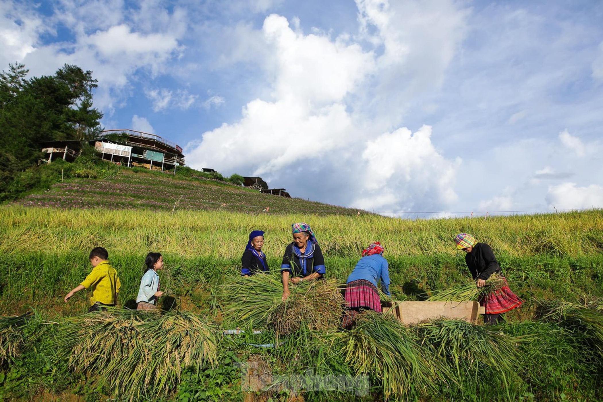 Mu Cang Chai anh 5