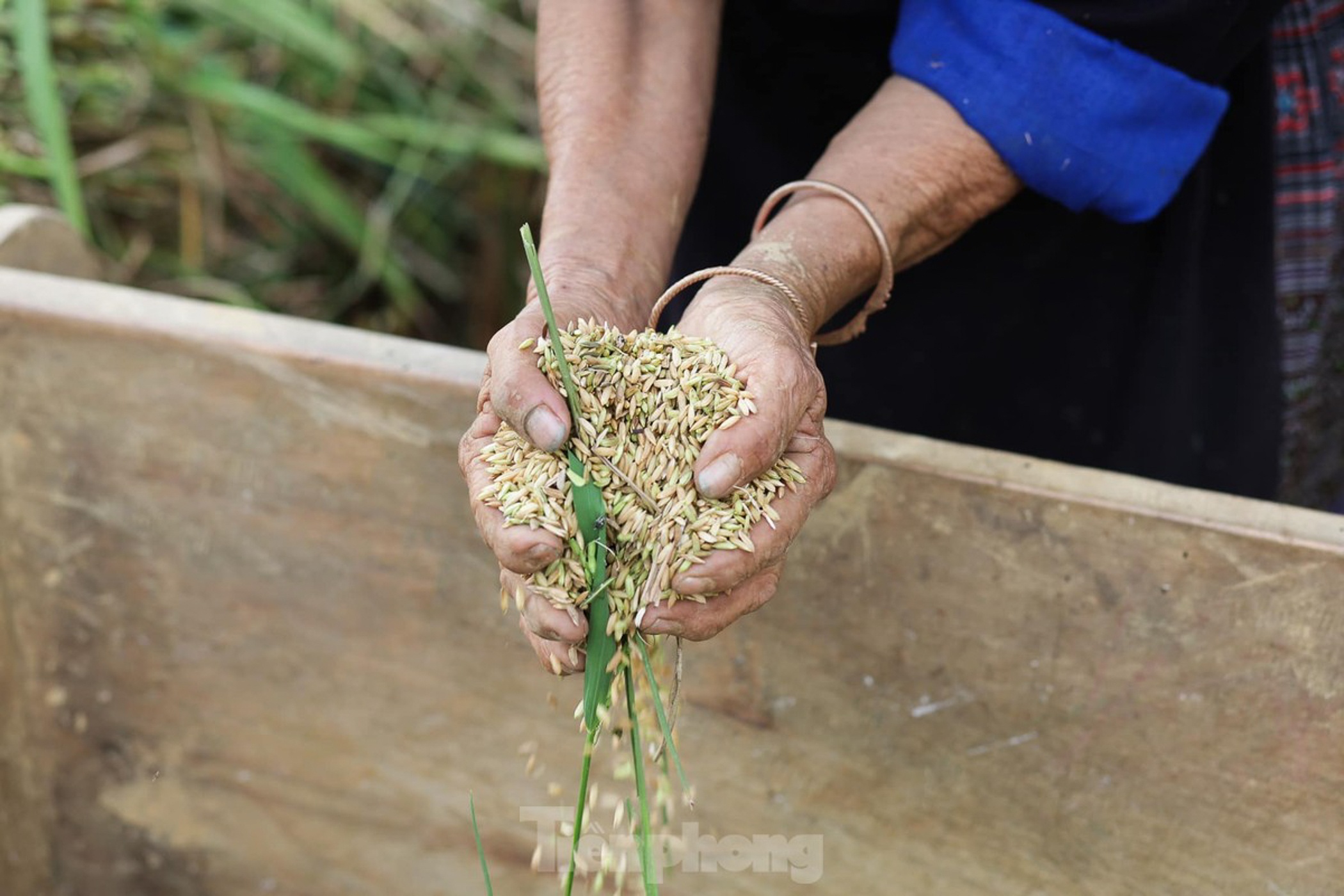 Mu Cang Chai anh 6