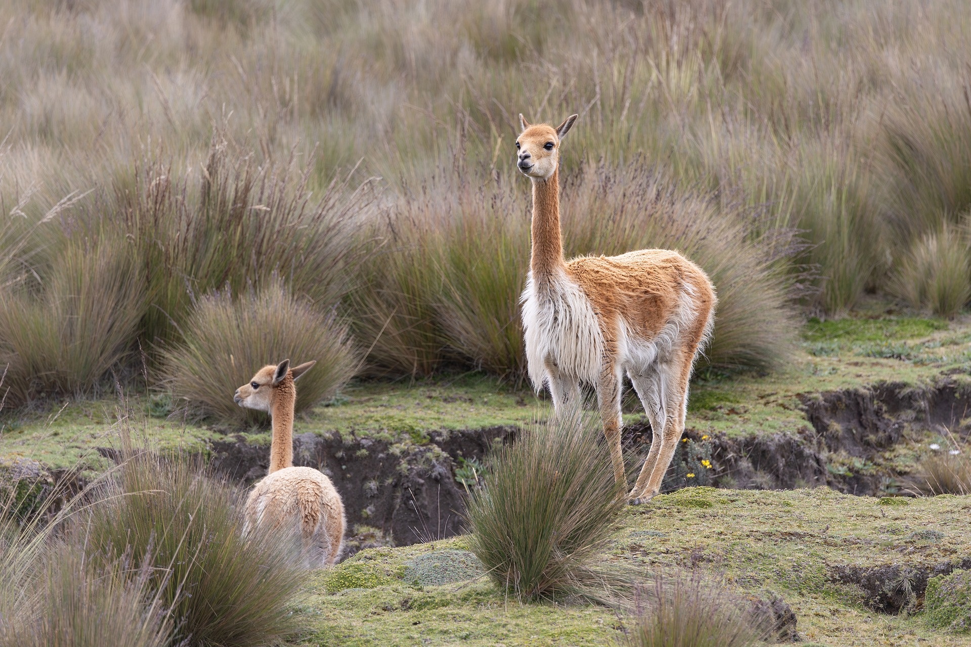 Chimborazo anh 4