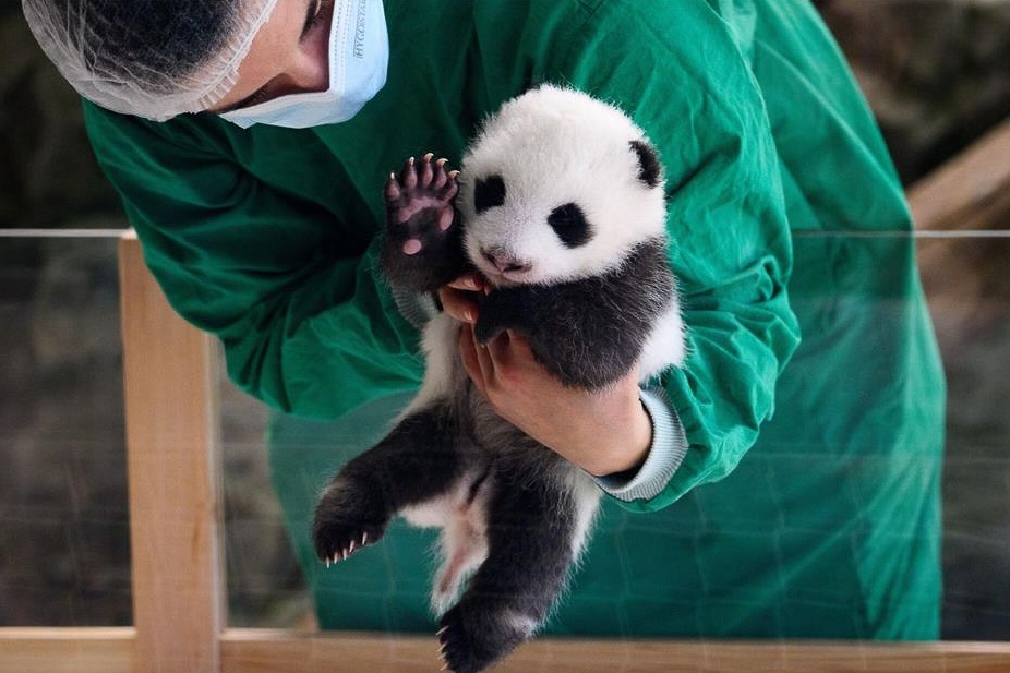 Hon 10.000 nguoi xem cap gau truc song sinh o Duc hinh anh