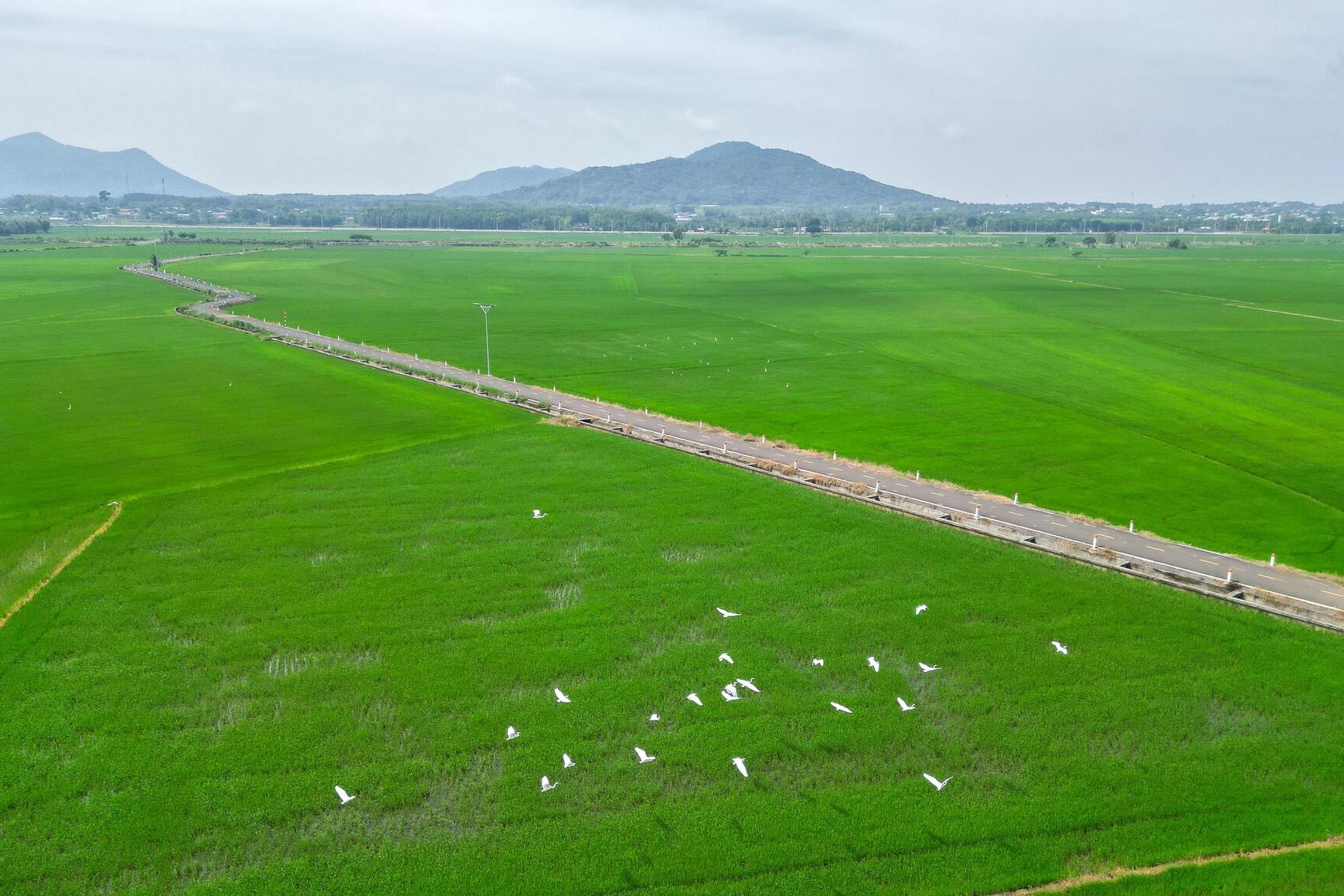 Canh dong lua dep nhu tranh ve hut khach o Ba Ria - Vung Tau hinh anh
