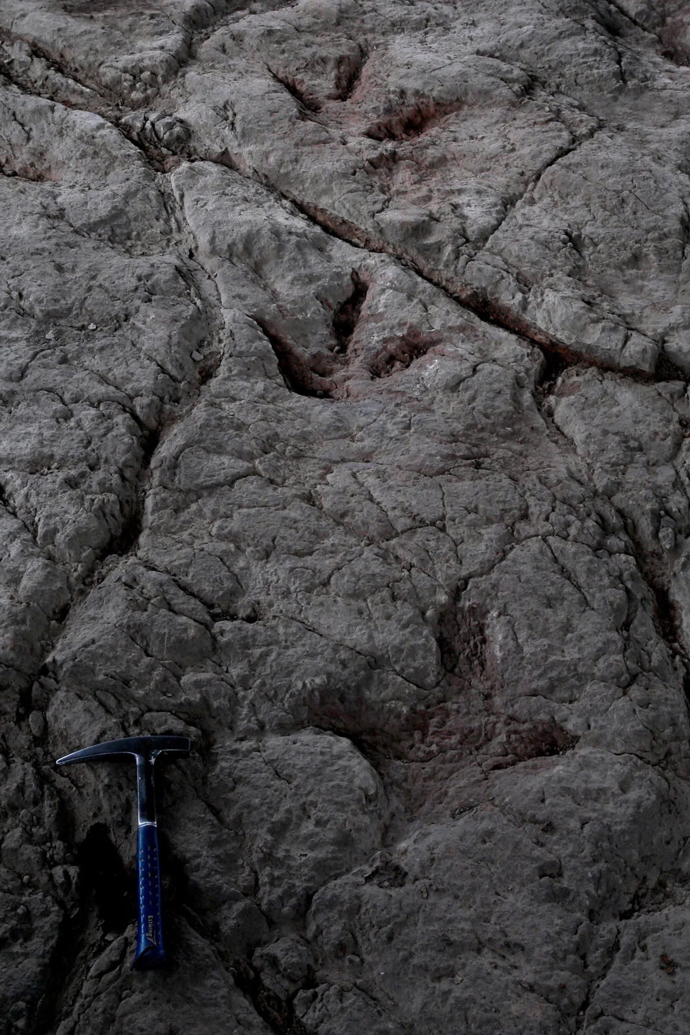 hoa thach khung long anh 2