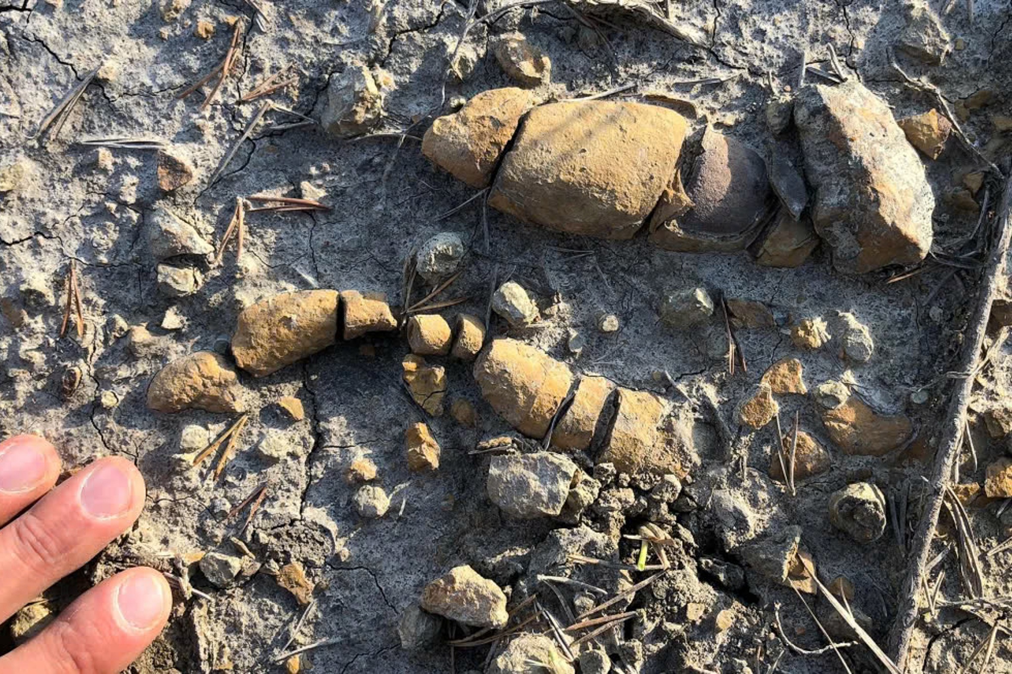 hoa thach khung long anh 4