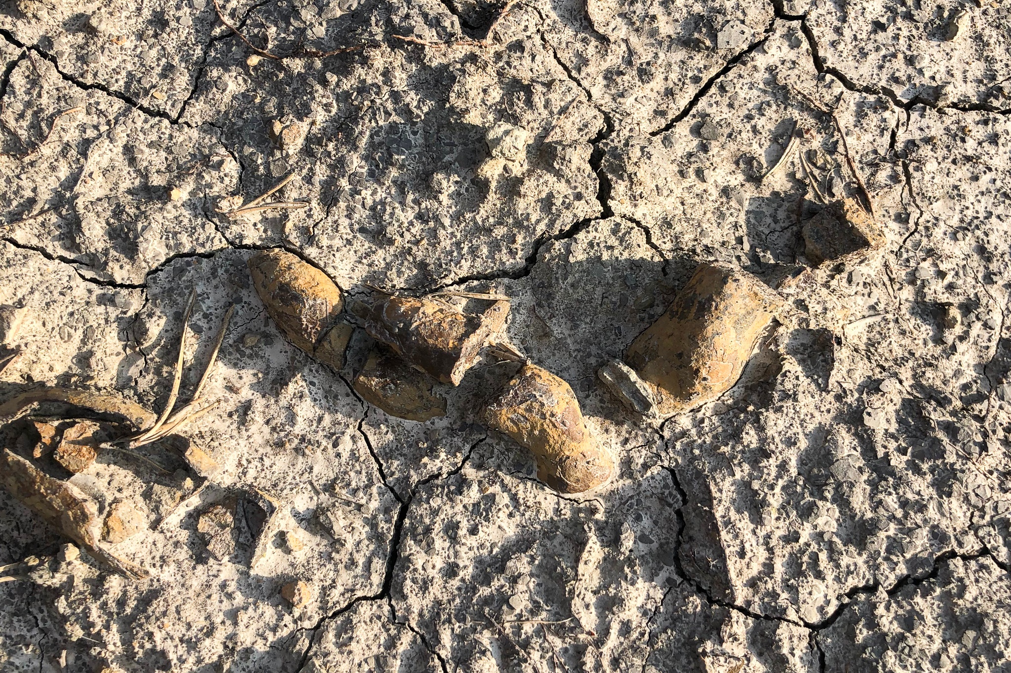 Tiet lo kho tin ve khung long qua phan hoa thach hinh anh