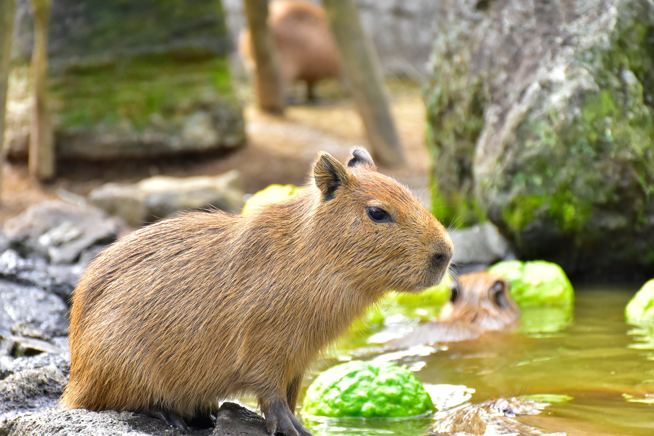 tắm ngoài trời Capybara ảnh 3 tam ngoai troi Capybara anh 3
