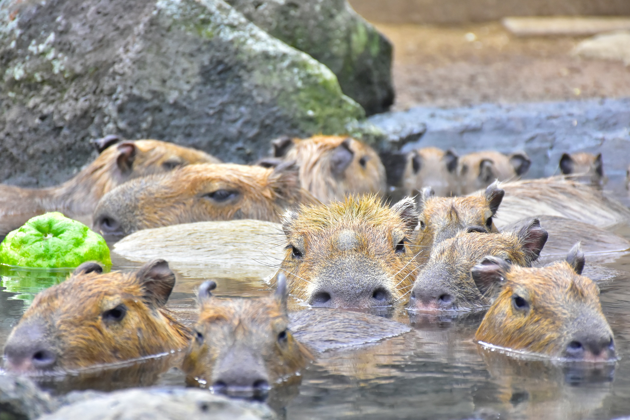 tam ngoai troi Capybara anh 1