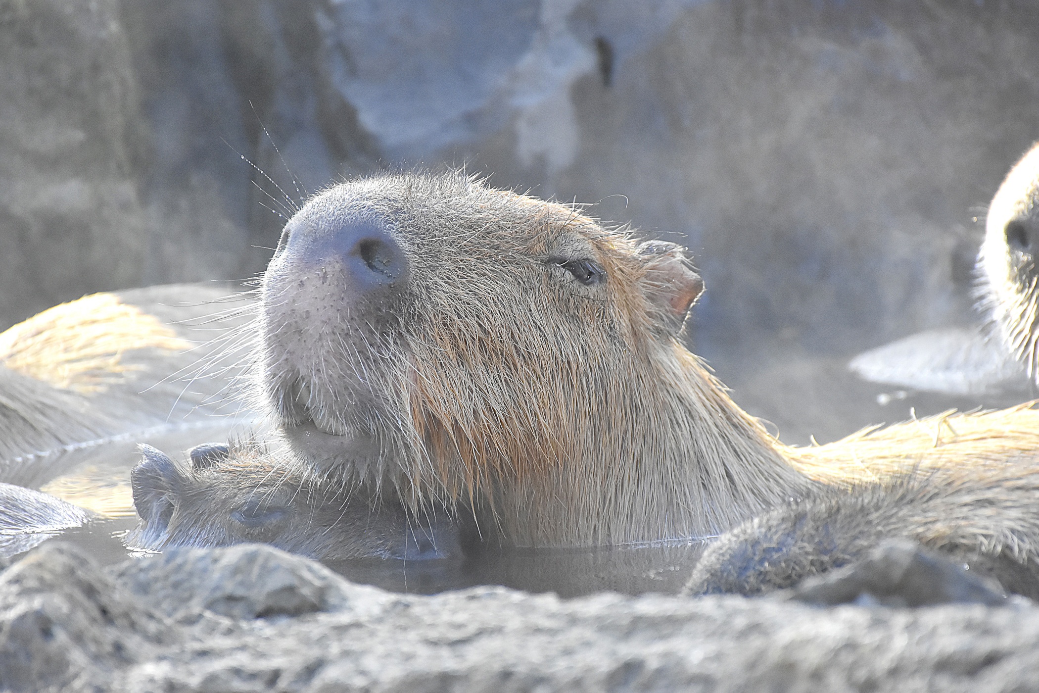 tam ngoai troi Capybara anh 4