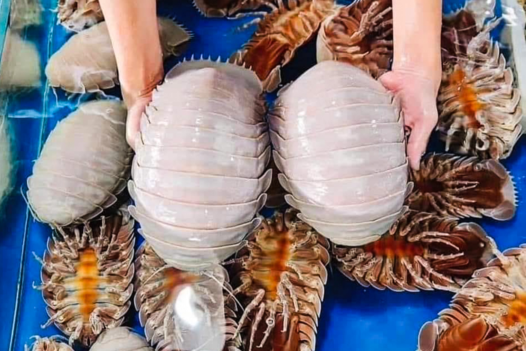 Bo bien bi canh bao 'tuyet chung' khi thanh dac san o Viet Nam hinh anh