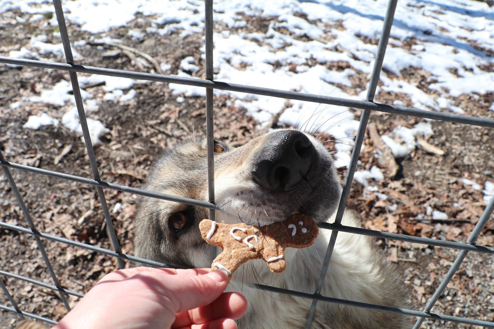 Dich vu viet ten nguoi yeu cu len banh nem cho soi an ngay Valentine hinh anh