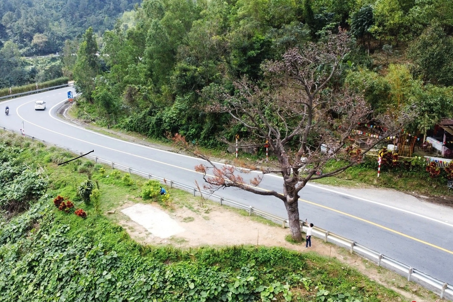 Cay thong 'co don' tren deo Hai Van da chet kho hinh anh