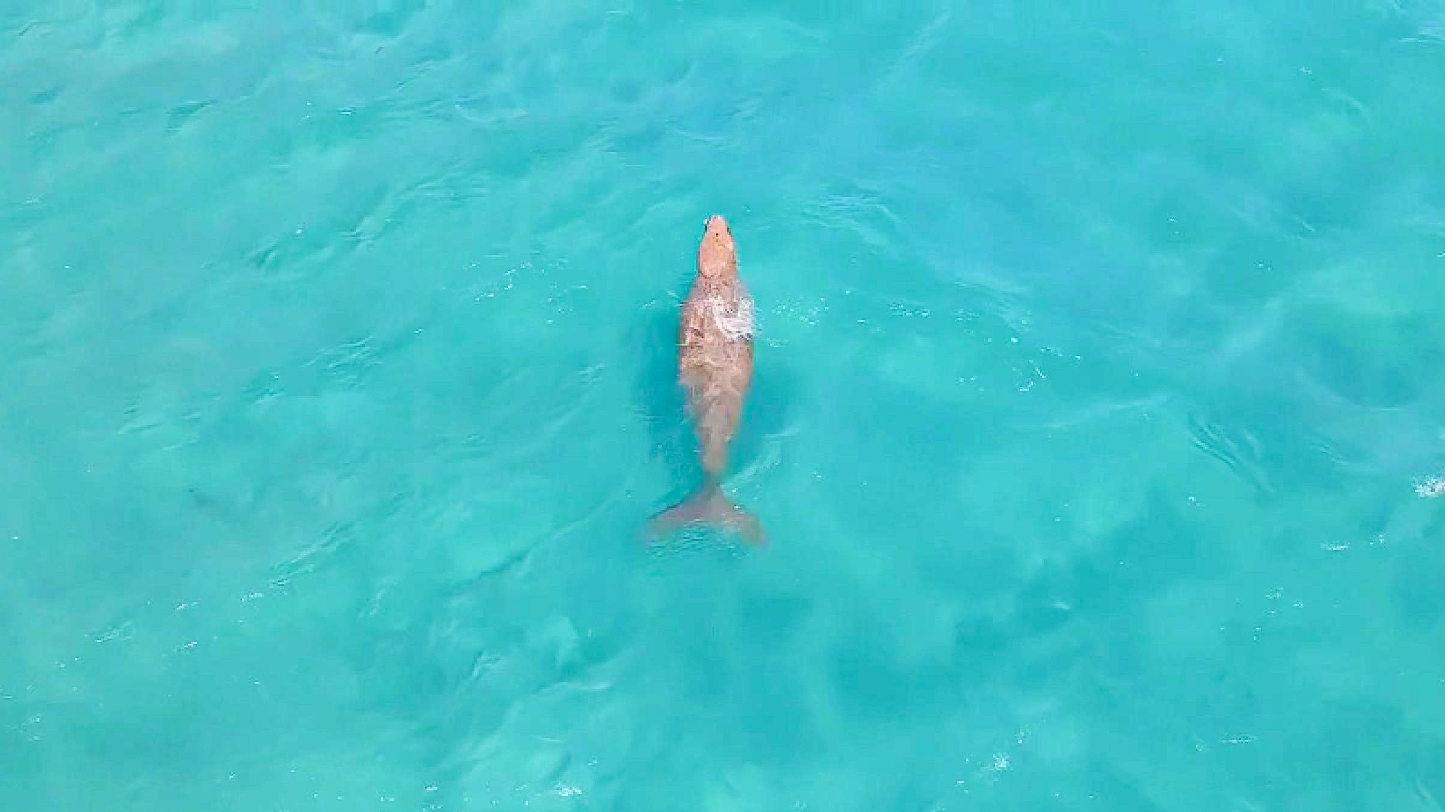 Tan thay bo bien Dugong boi sat bo o Con Dao hinh anh