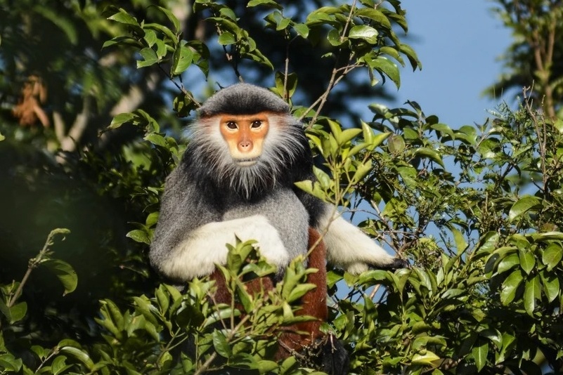 Xem Vooc cha va du canh, tam nang o Da Nang hinh anh