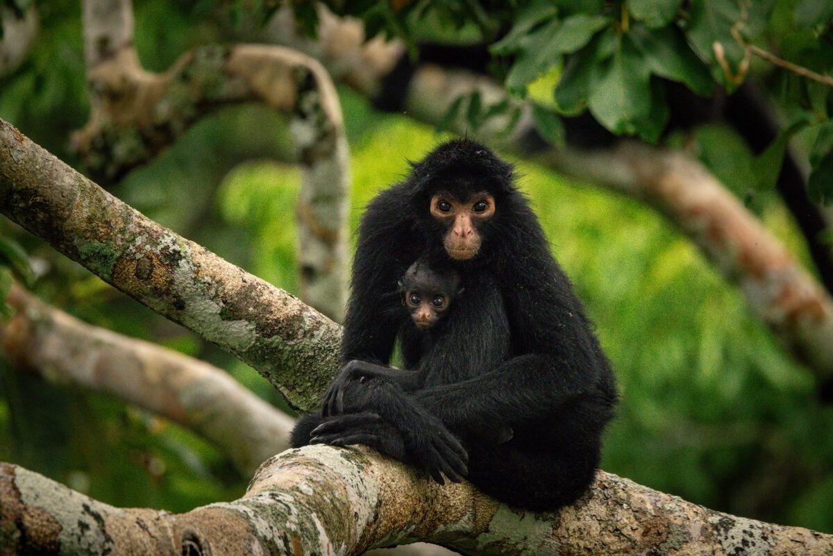 Anh dong vat hoang da anh 7