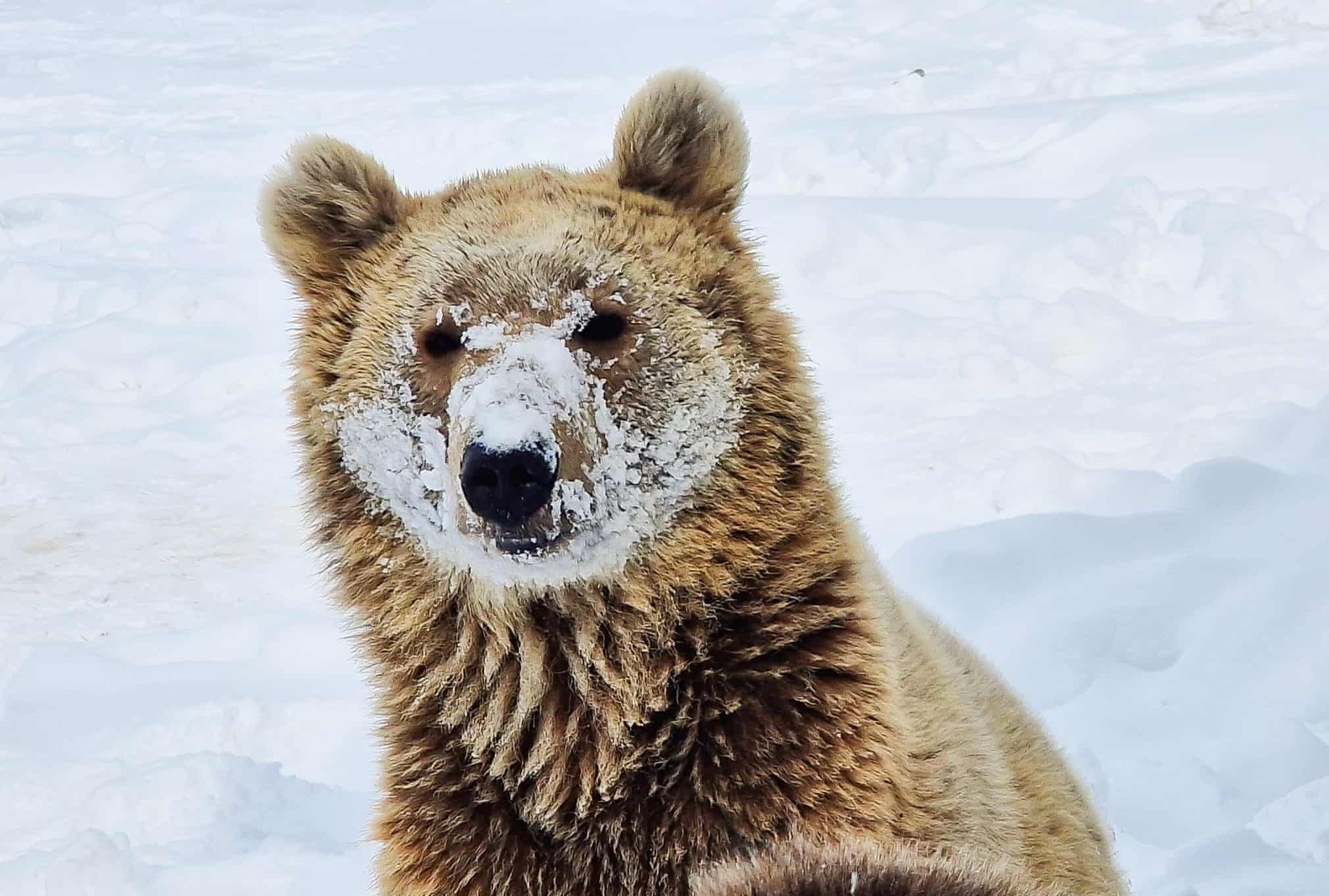 Anh dong vat hoang da anh 3