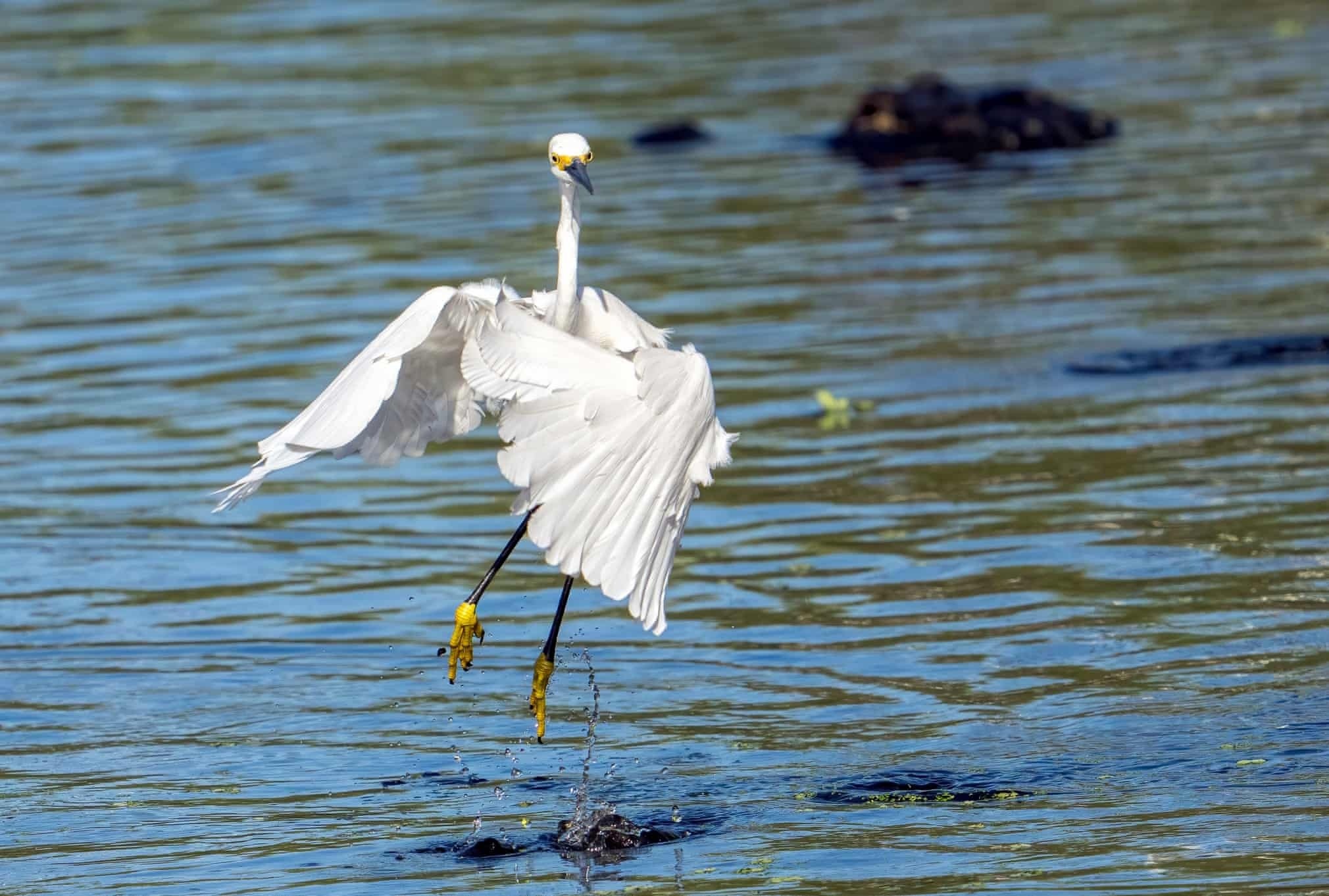 Anh dong vat hoang da anh 4