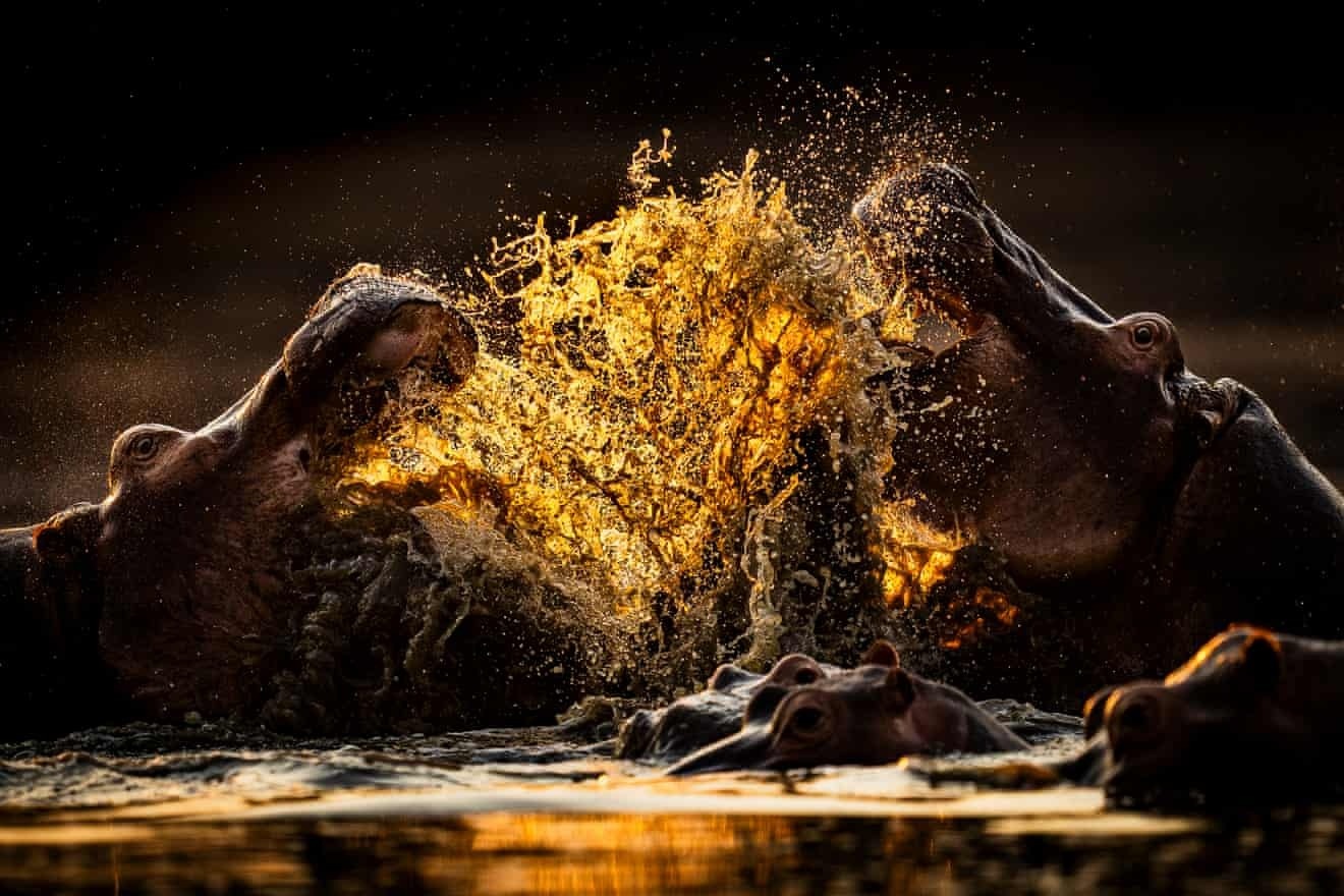 Anh dong vat hoang da anh 9