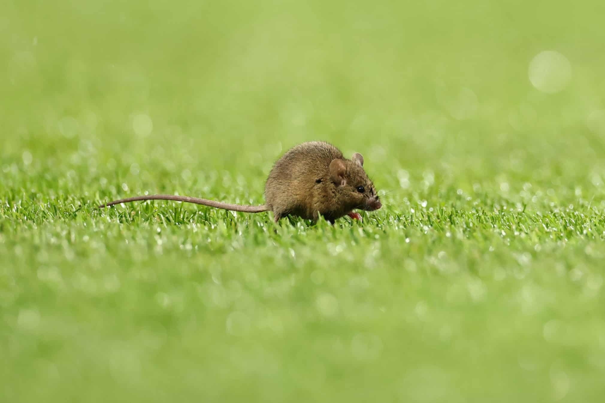 Anh dong vat hoang da anh 6