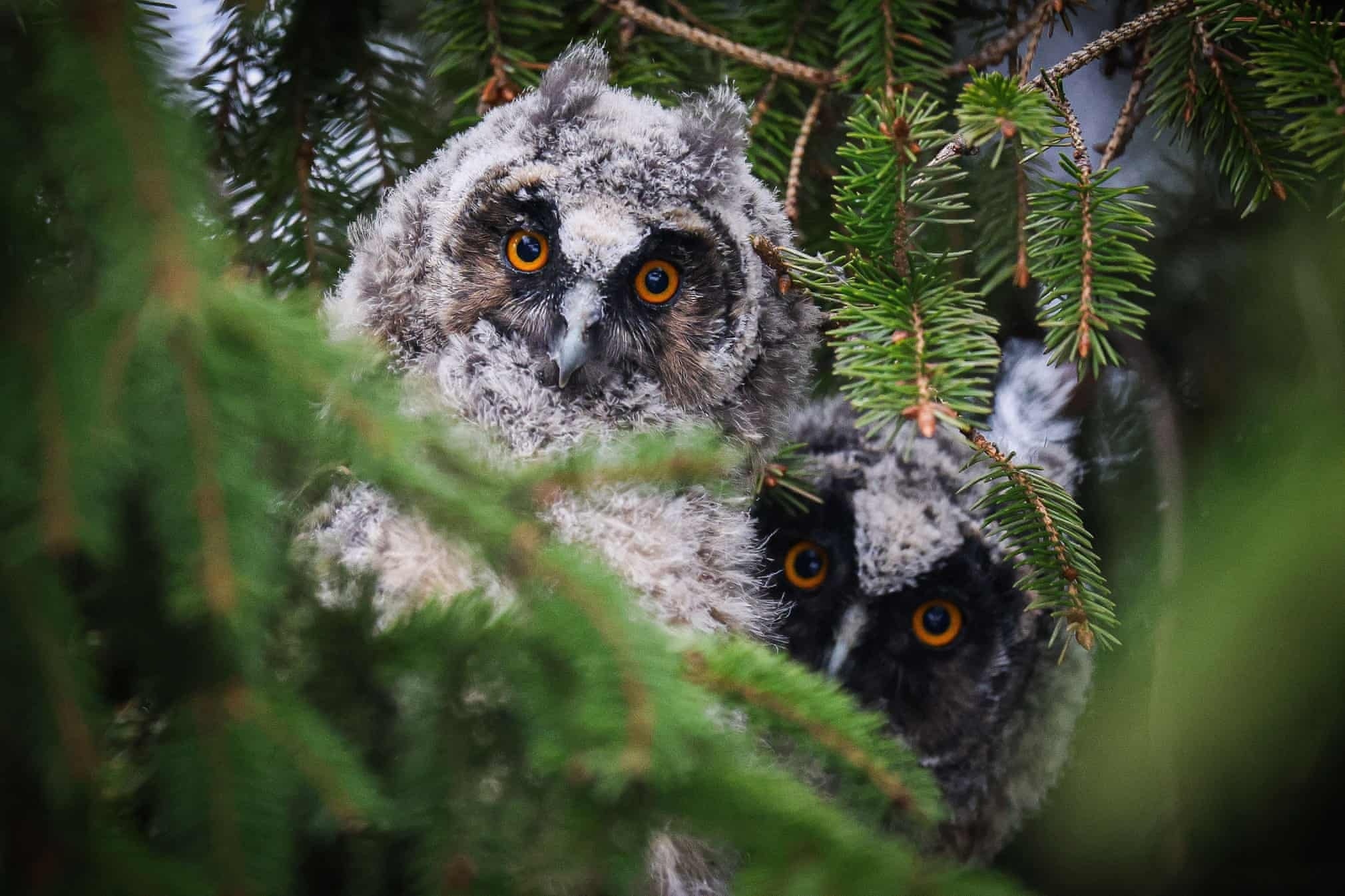 Anh dong vat hoang da anh 5