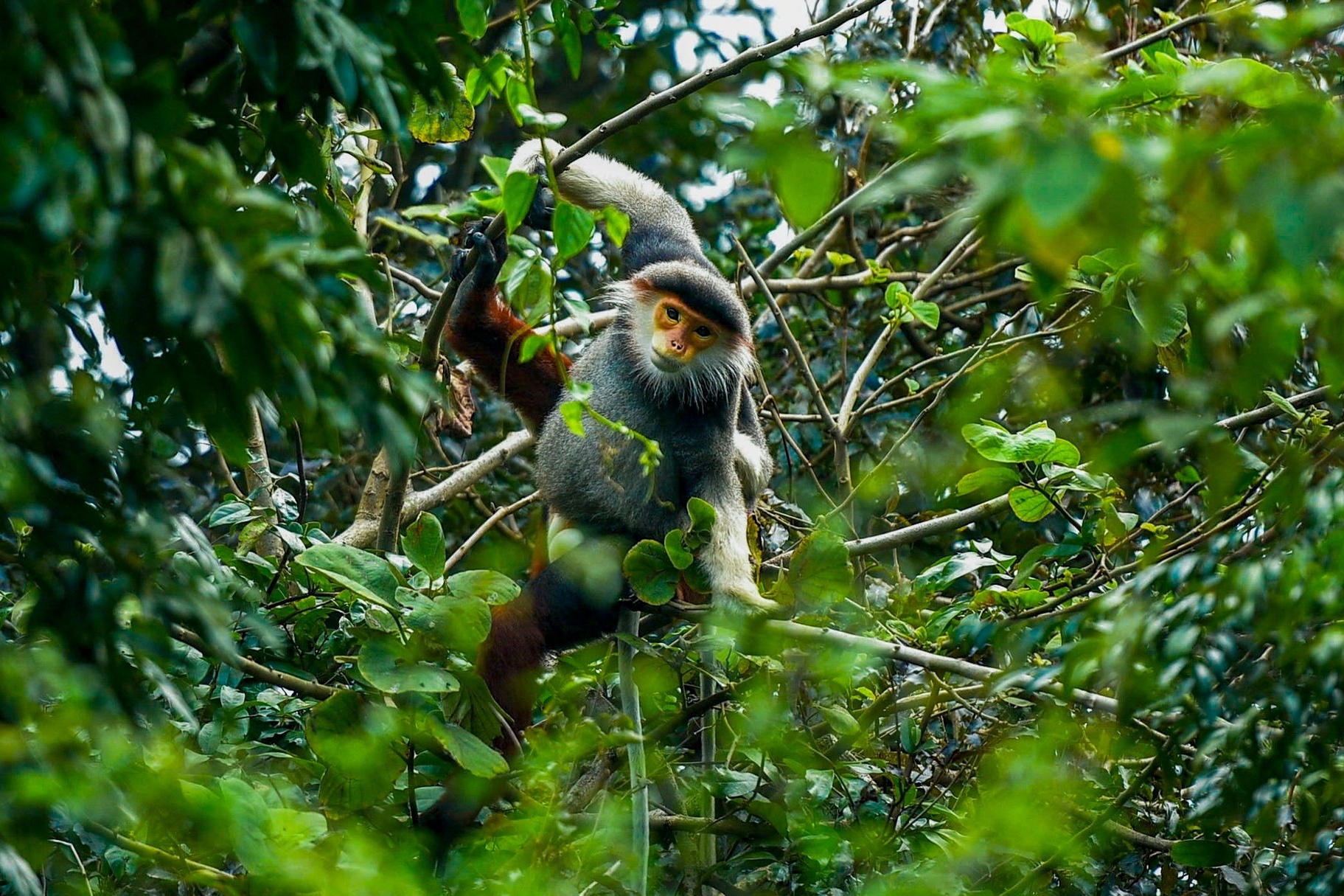 Can canh 'nu hoang linh truong' quy hiem tren ban dao Son Tra hinh anh