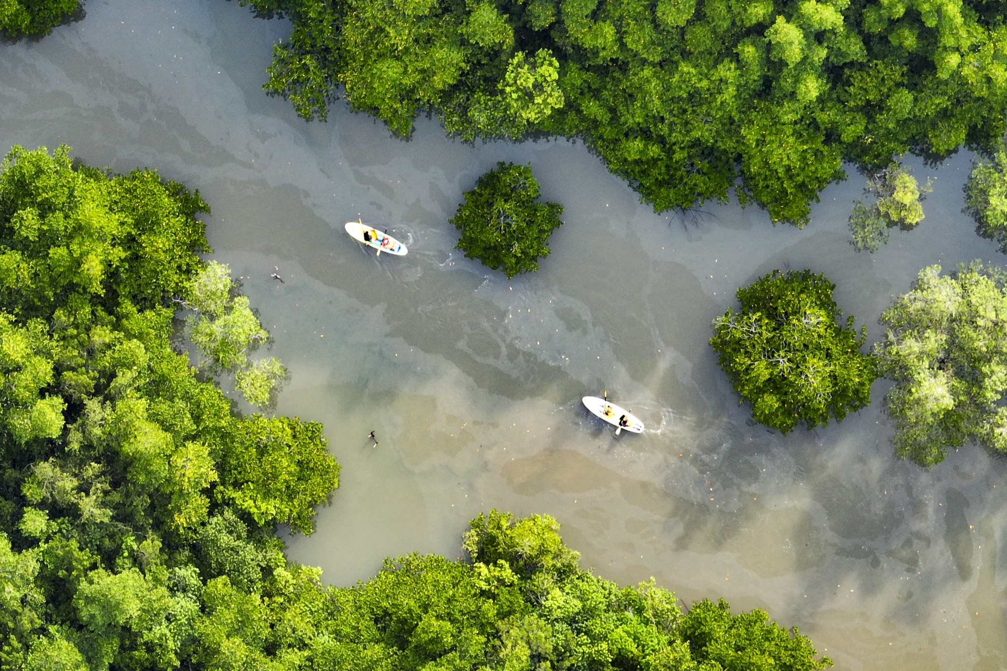 Giua rung ngap man Can Gio hinh anh