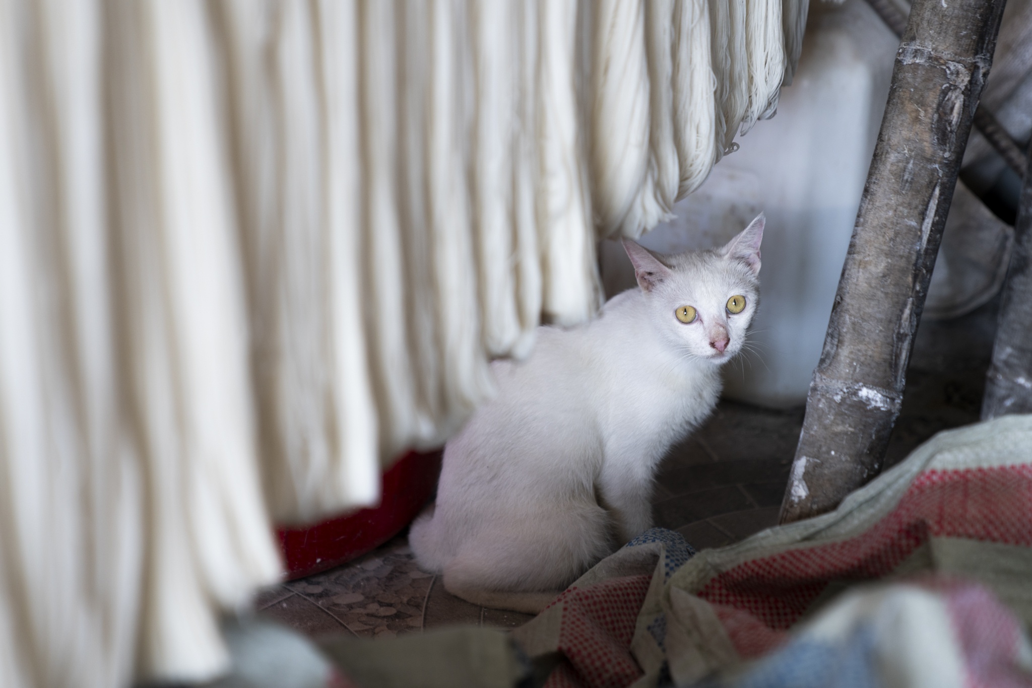 Du lich Phu Tho anh 24