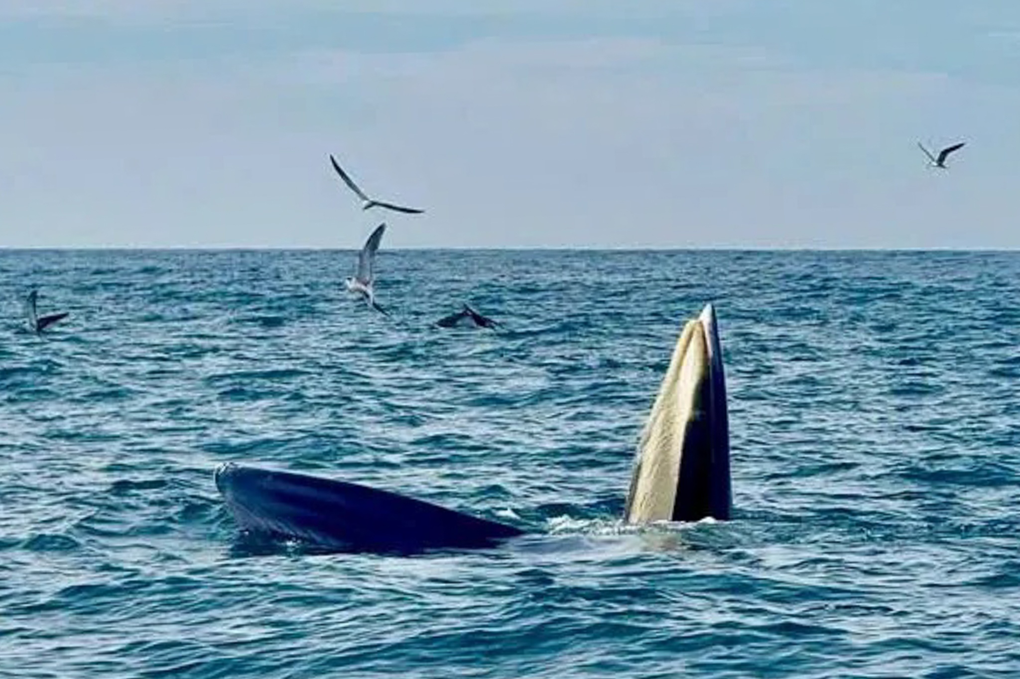 Bat gap ca voi san moi tren bien Vinh Hy hinh anh